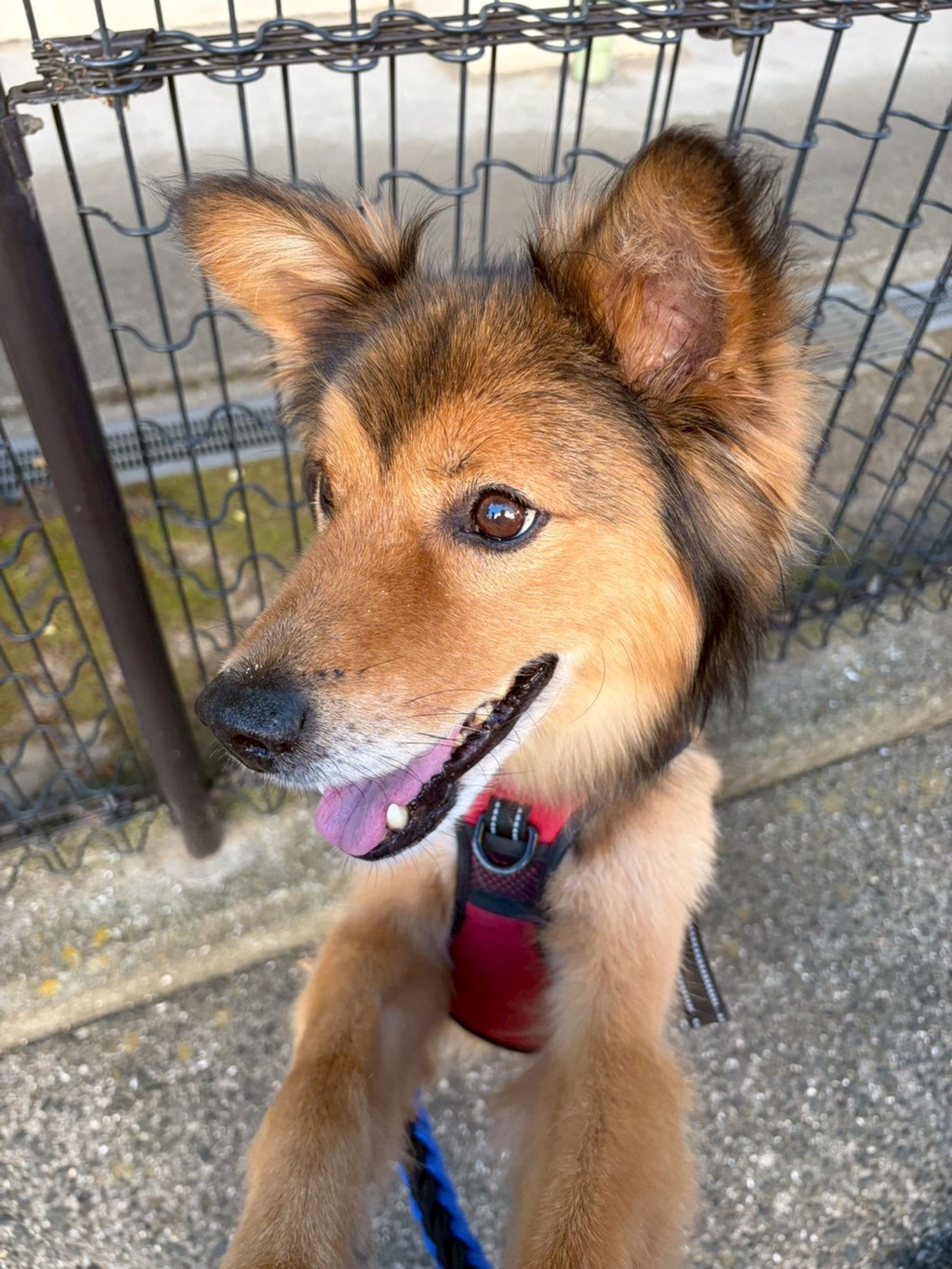 雑種（ミックス犬）・オスの里親募集の写真