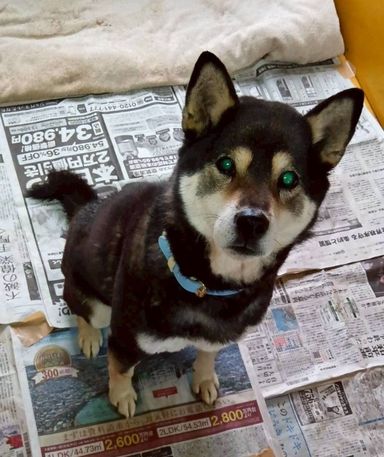 柴犬・メスの里親募集の写真