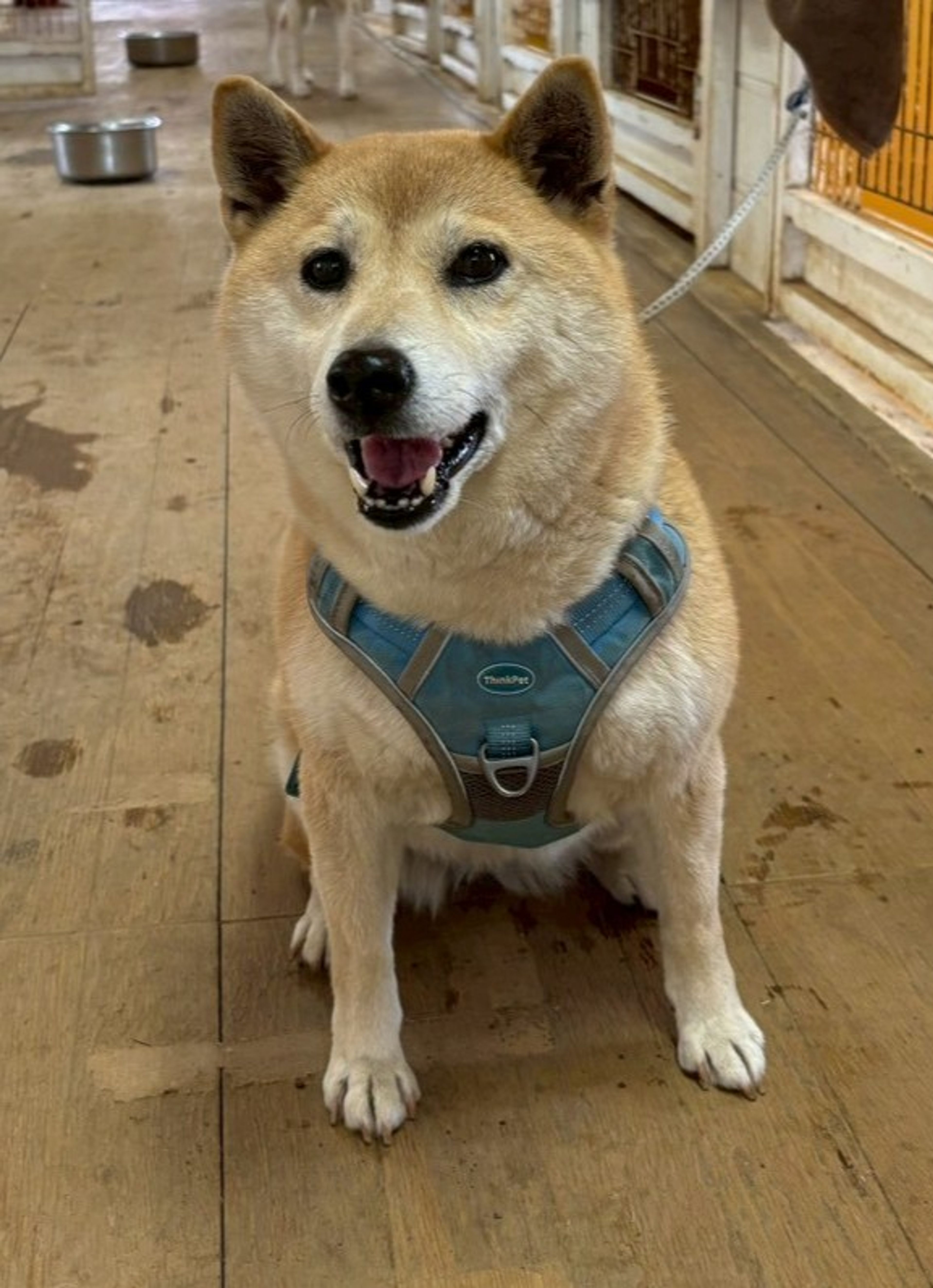 柴犬・メスの里親募集の写真