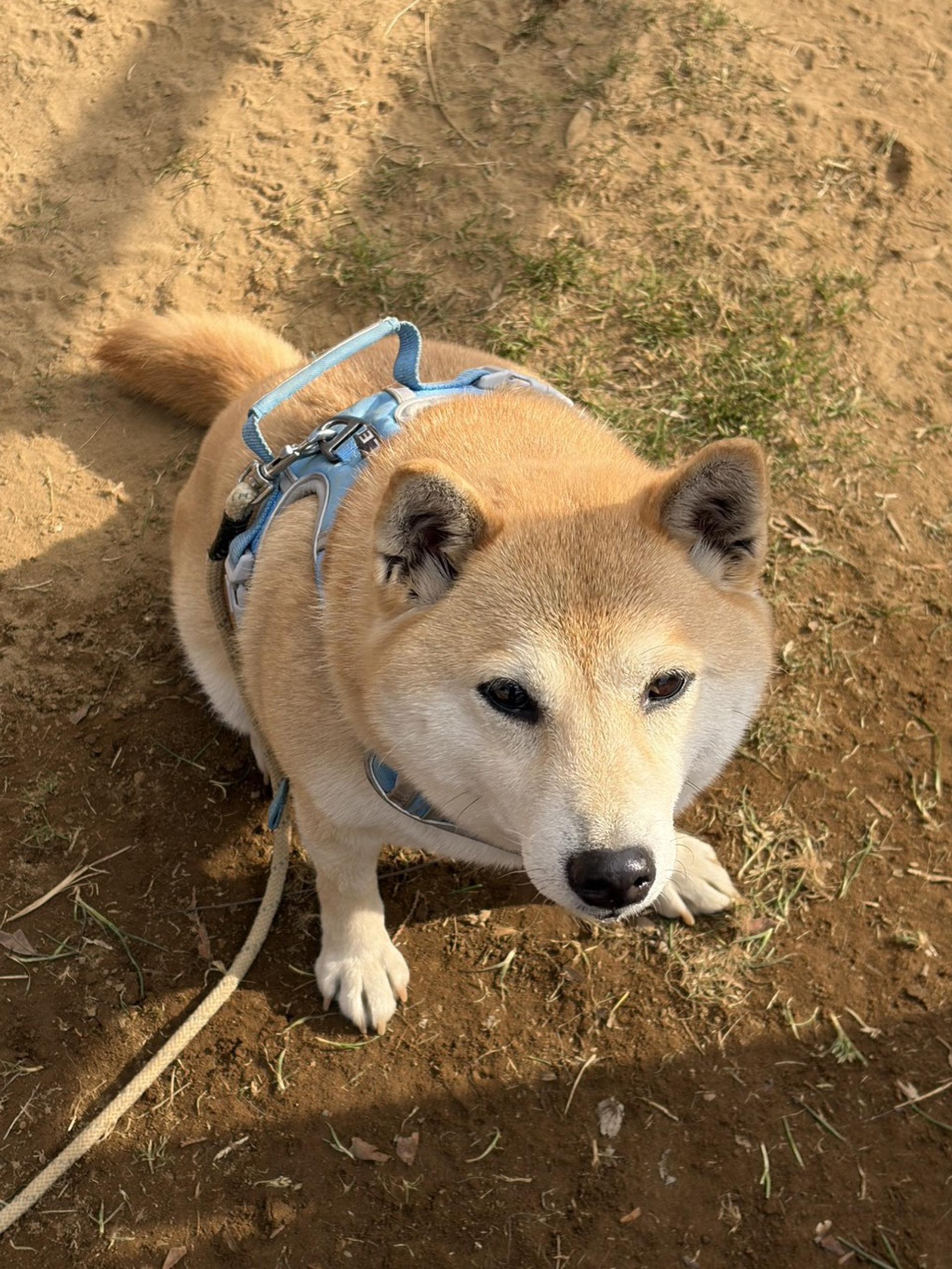pet-image-2