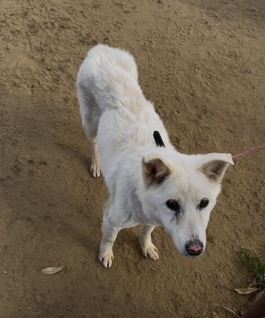 雑種（ミックス犬）・メスの里親募集の写真
