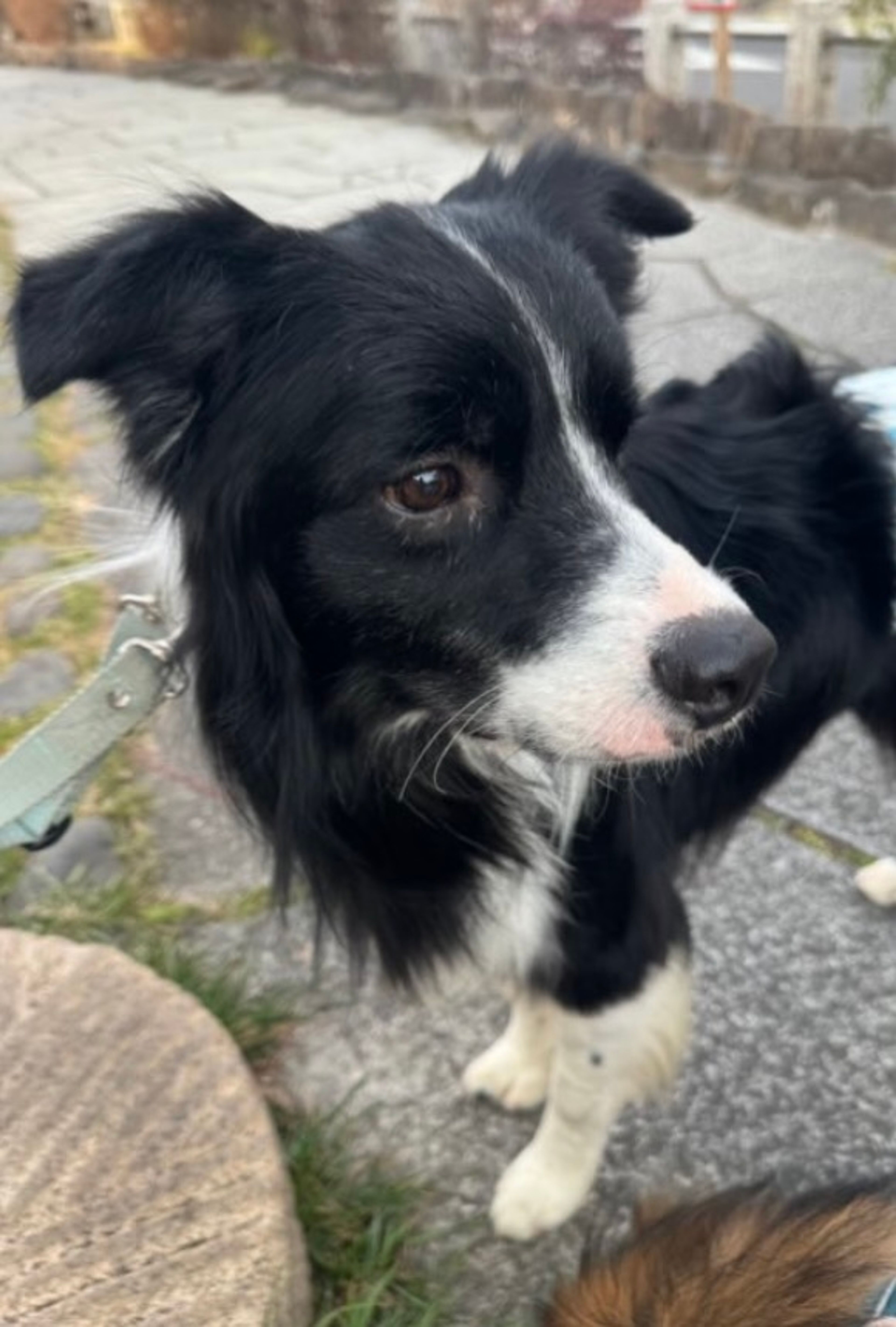 ボーダー・コリー・オスの里親募集の写真