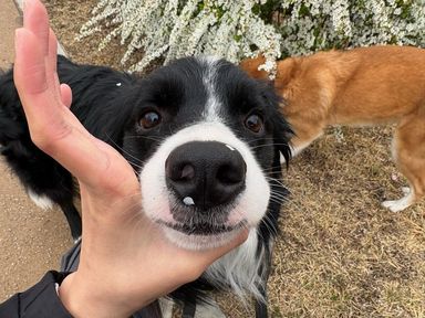 ボーダー・コリー・オスの里親募集の写真