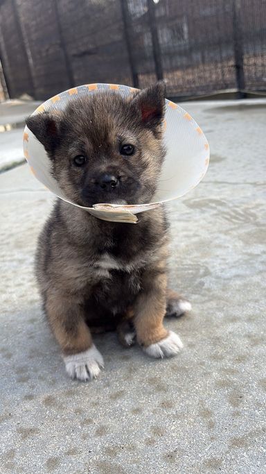 雑種（ミックス犬）・メスの里親募集の写真