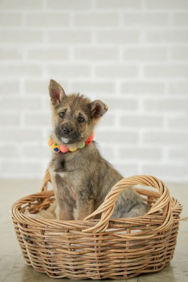 雑種（ミックス犬）・メスの里親募集の写真