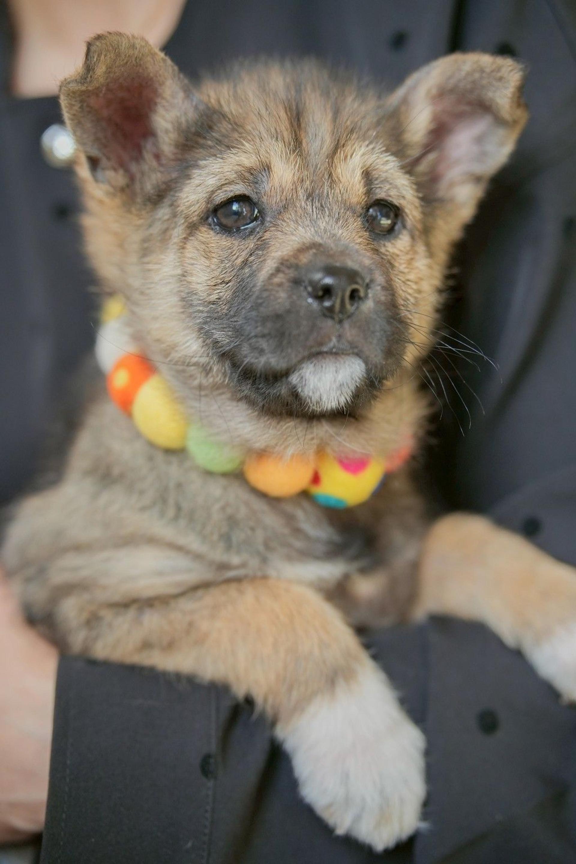 pet-image-4