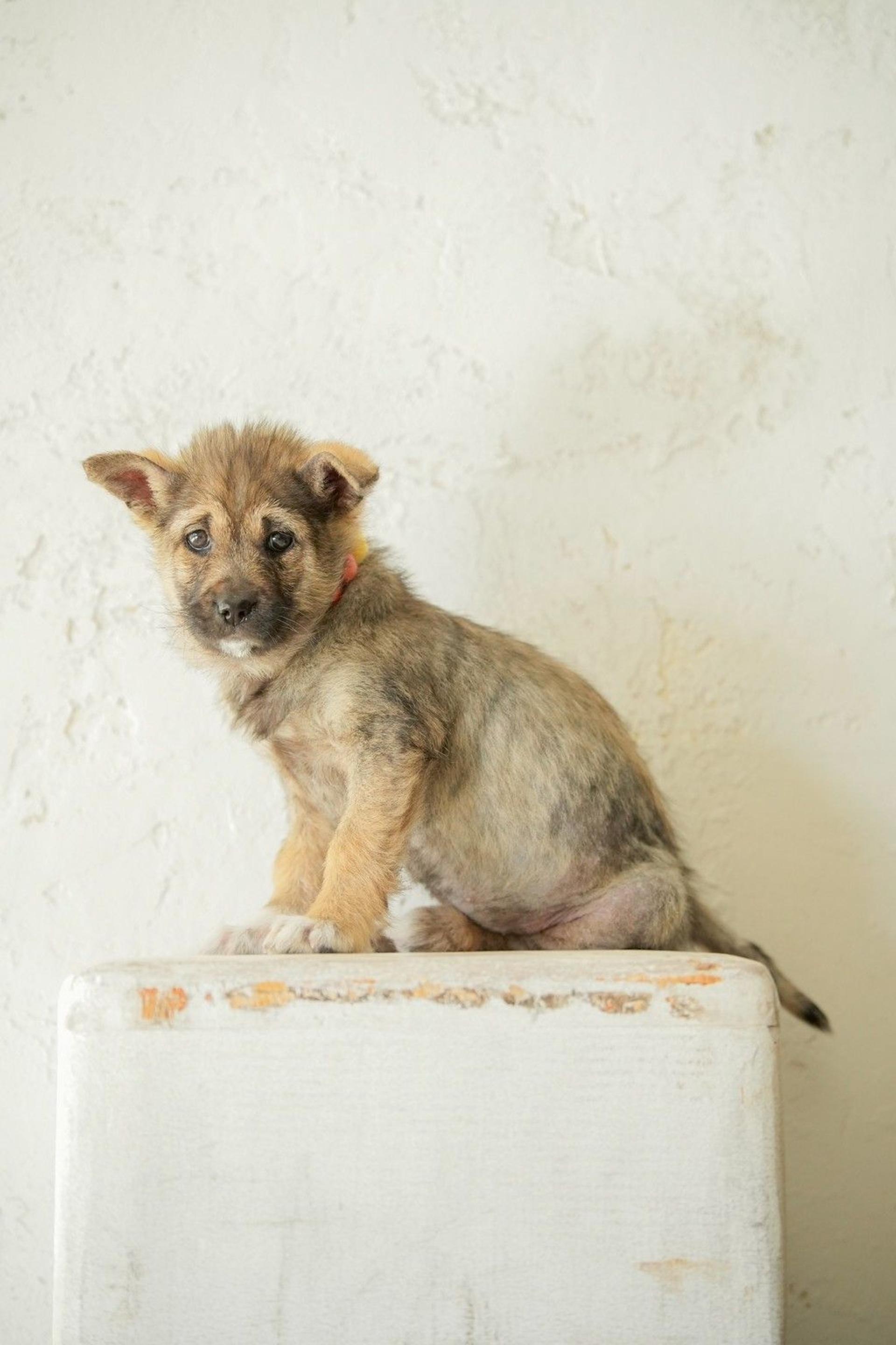 pet-image-6