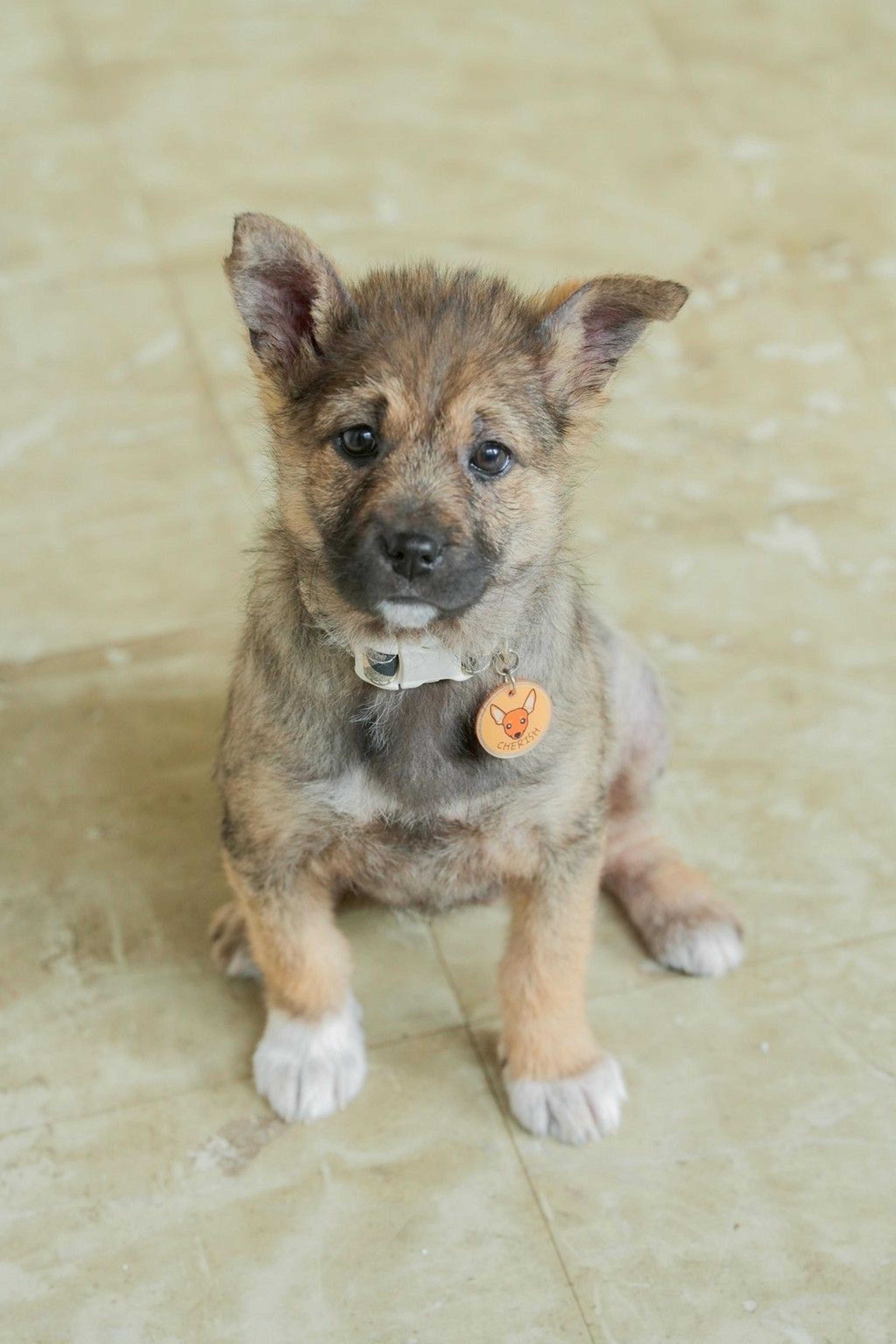 pet-image-8