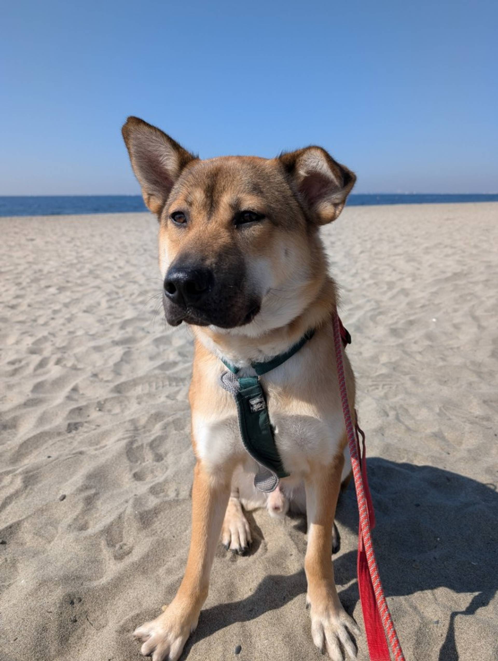 雑種（ミックス犬）・オスの里親募集の写真
