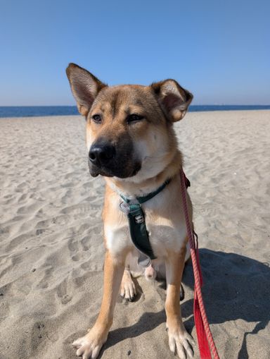 雑種（ミックス犬）・オスの里親募集の写真