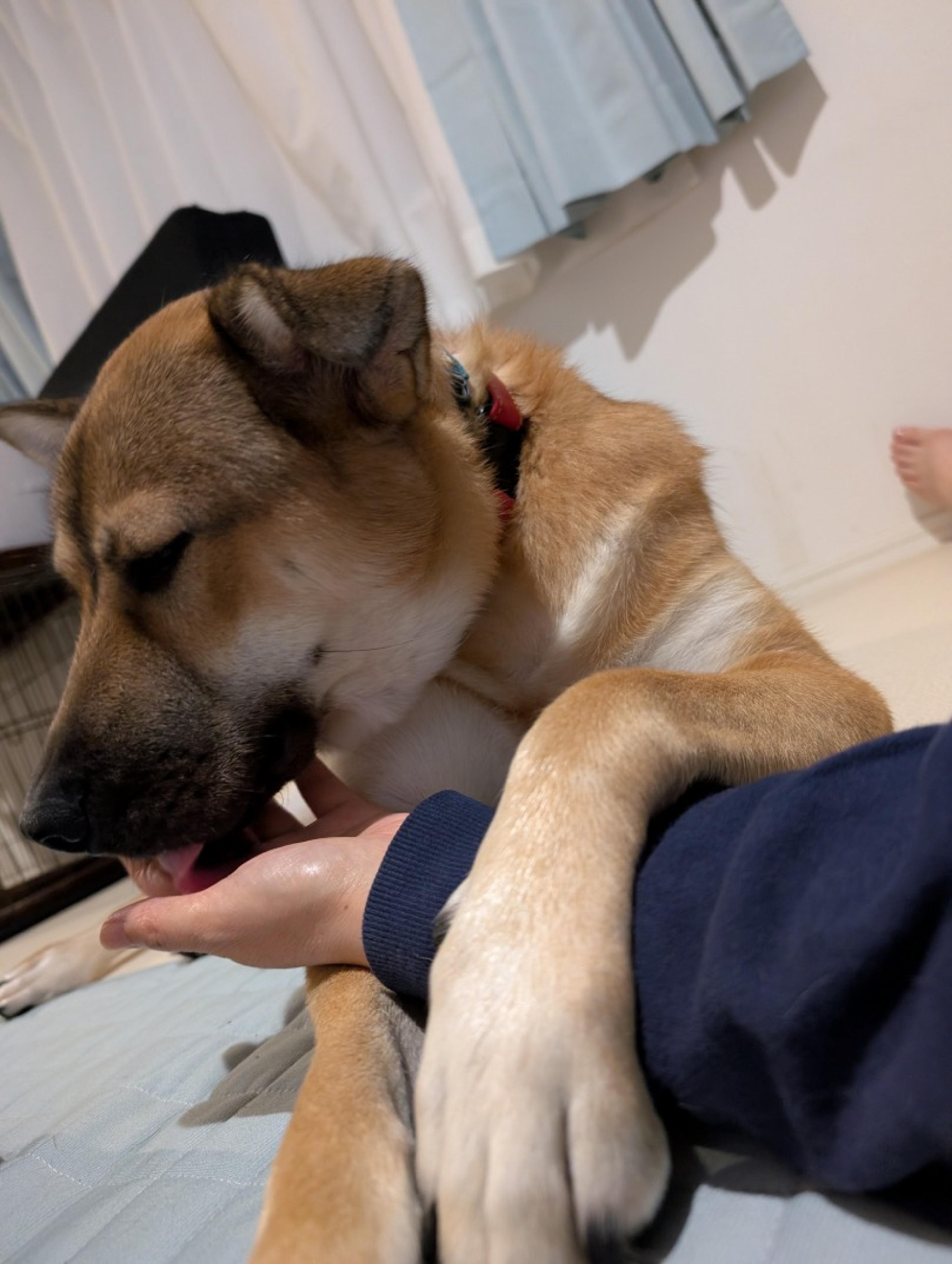 pet-image-2