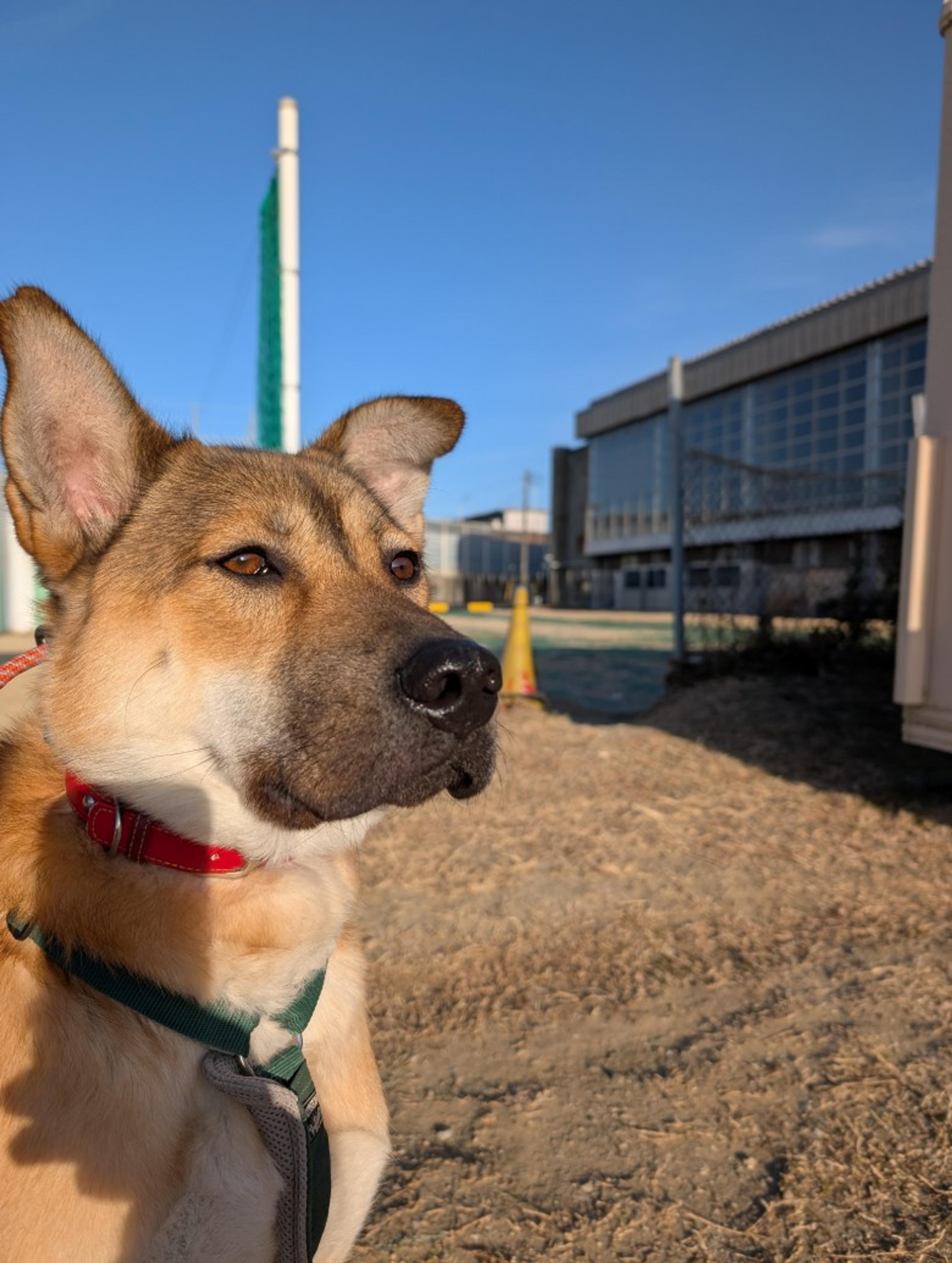 pet-image-3