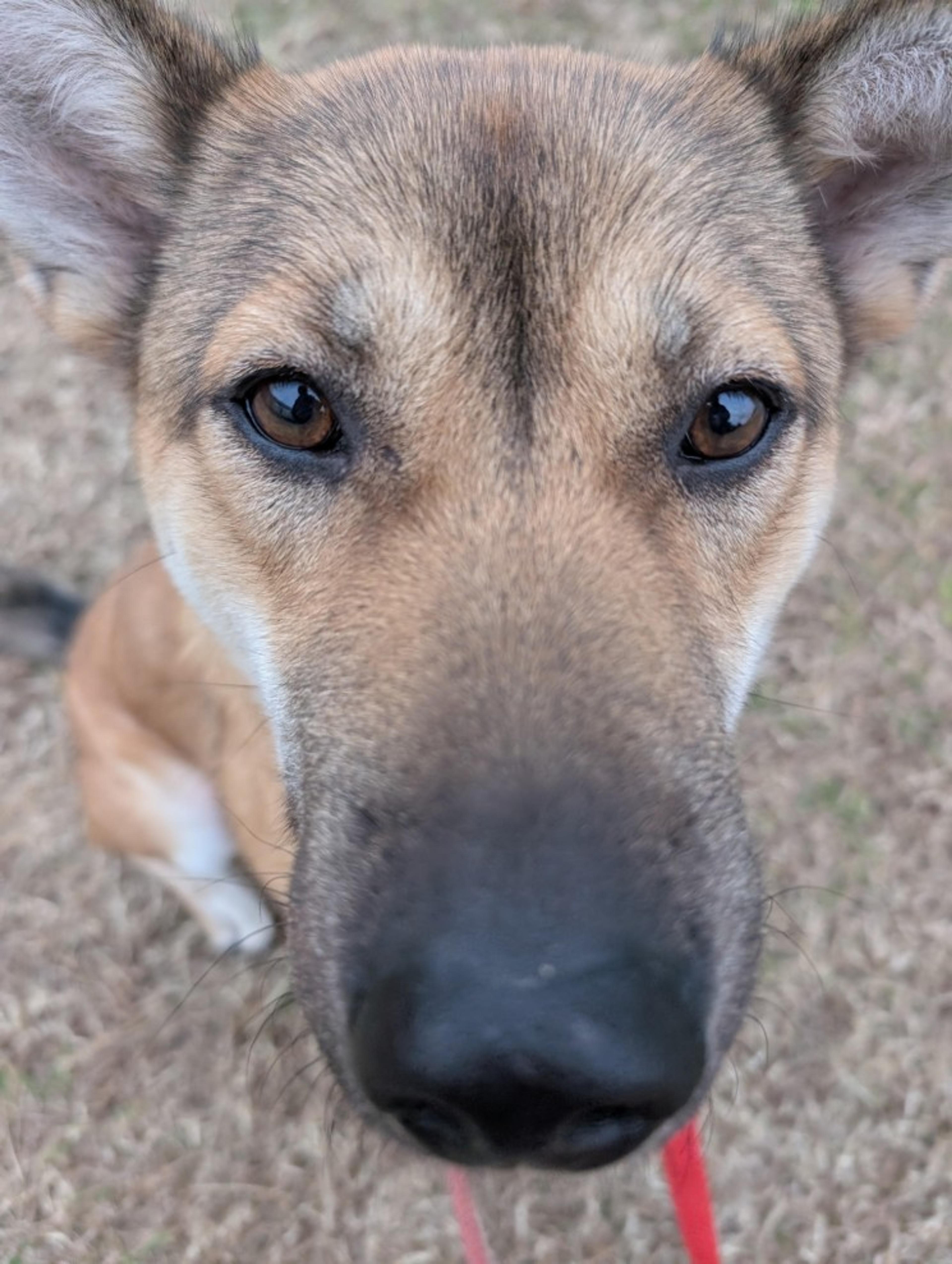 pet-image-4