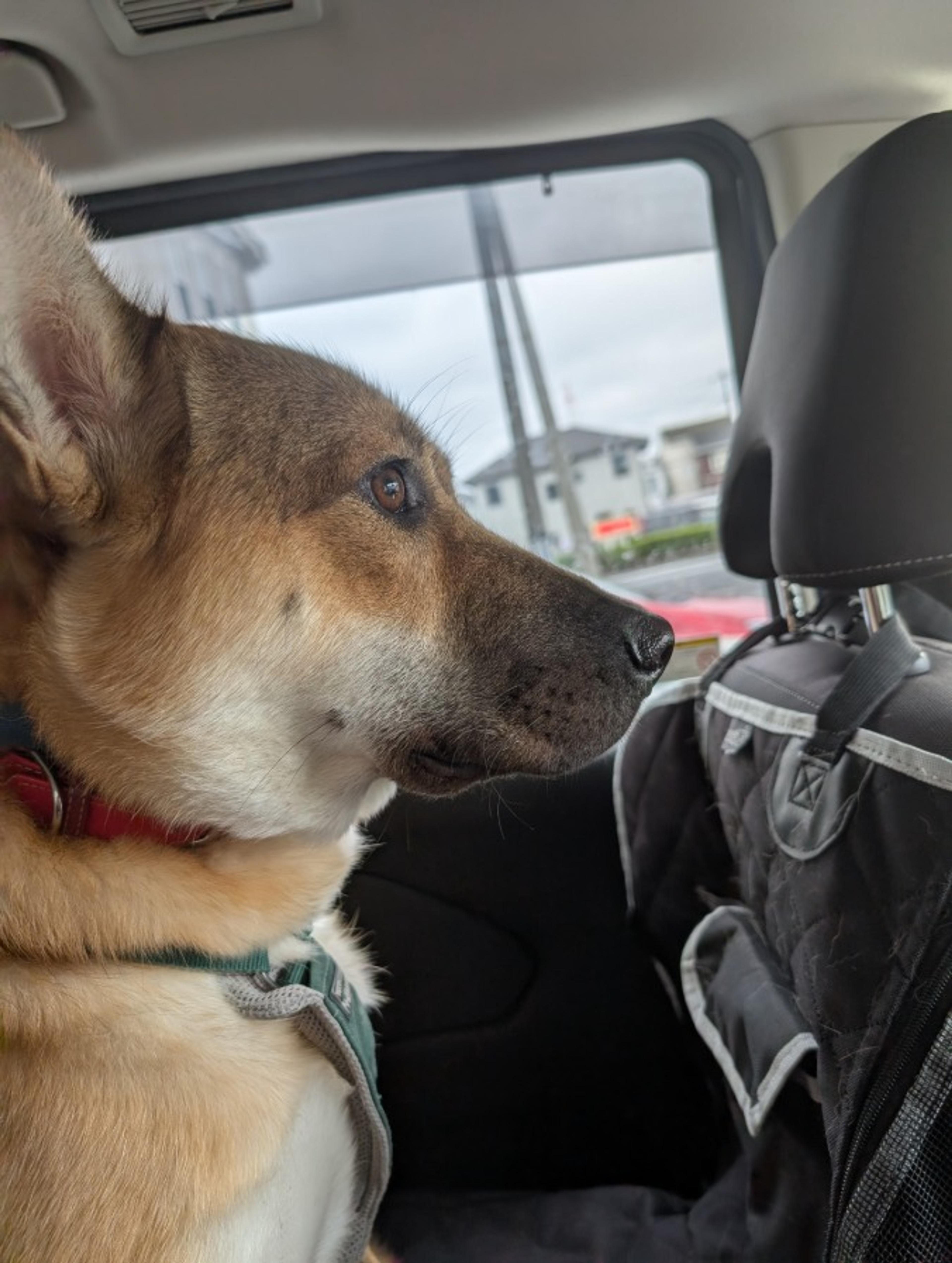 pet-image-5