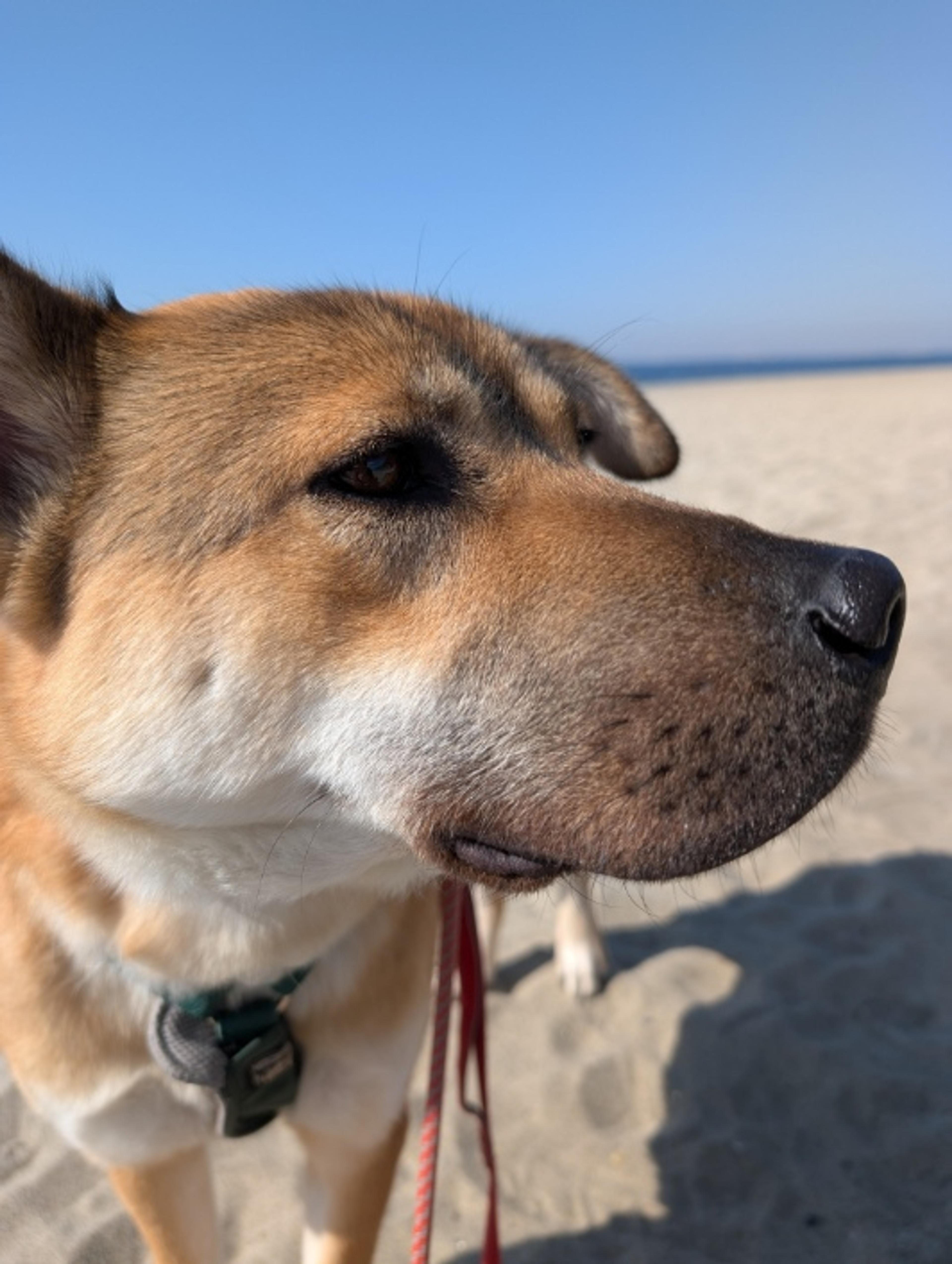 pet-image-9