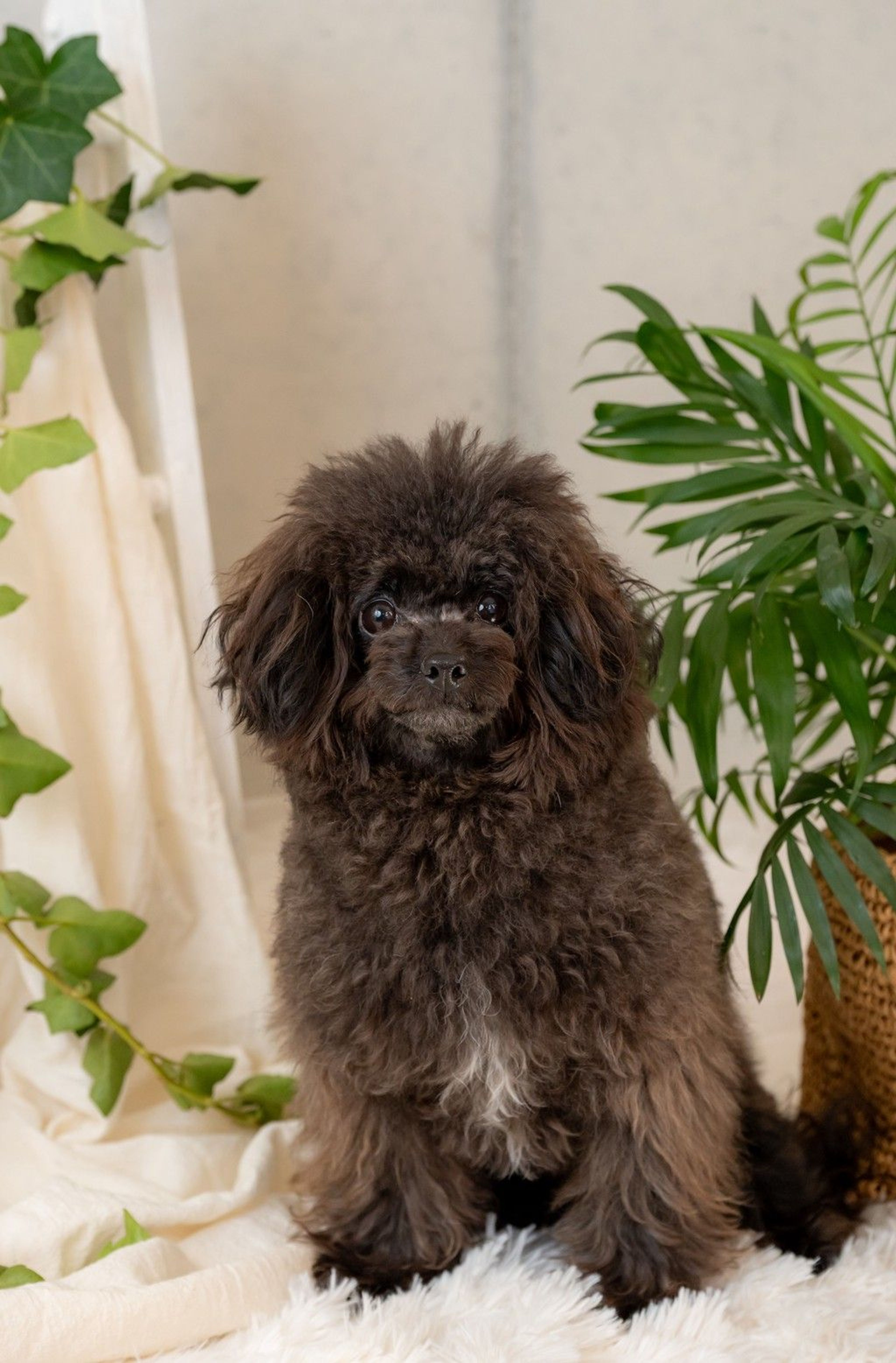 雑種（ミックス犬）・メスの里親募集の写真