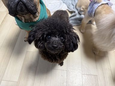 雑種（ミックス犬）・メスの里親募集の写真