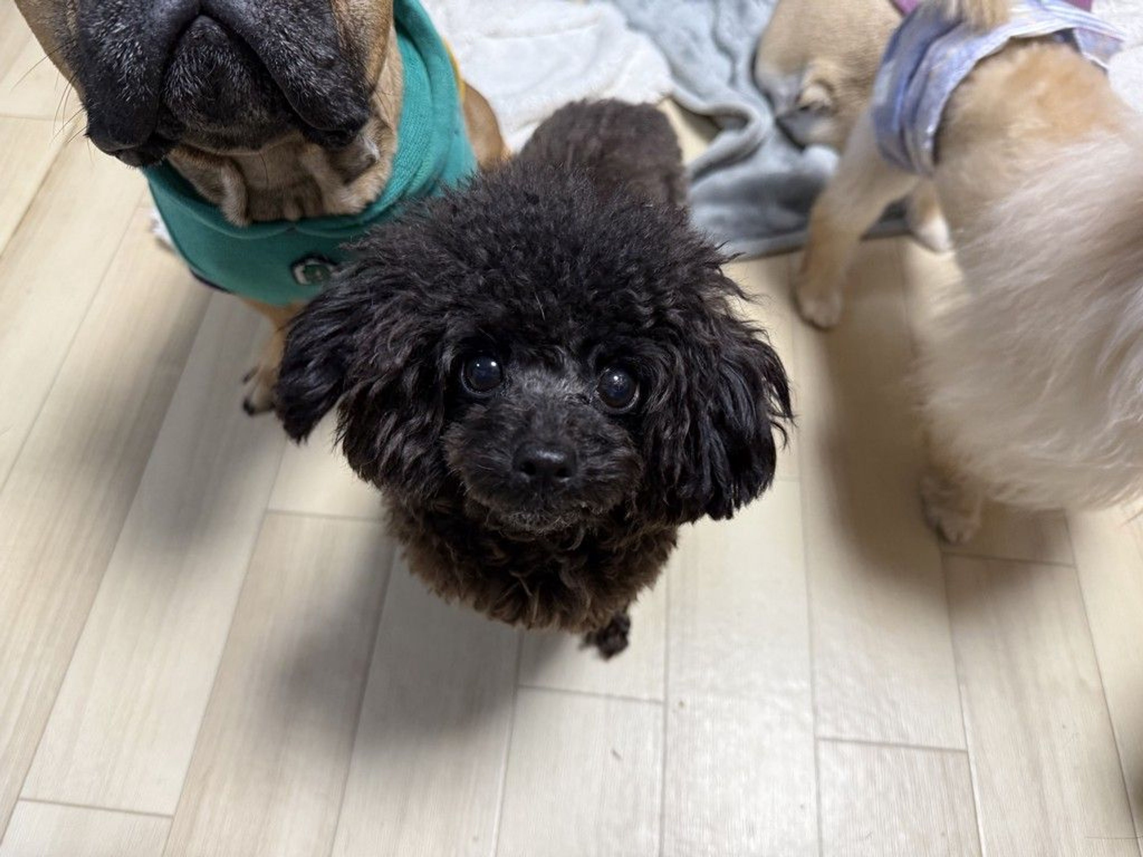 雑種（ミックス犬）・メスの里親募集の写真