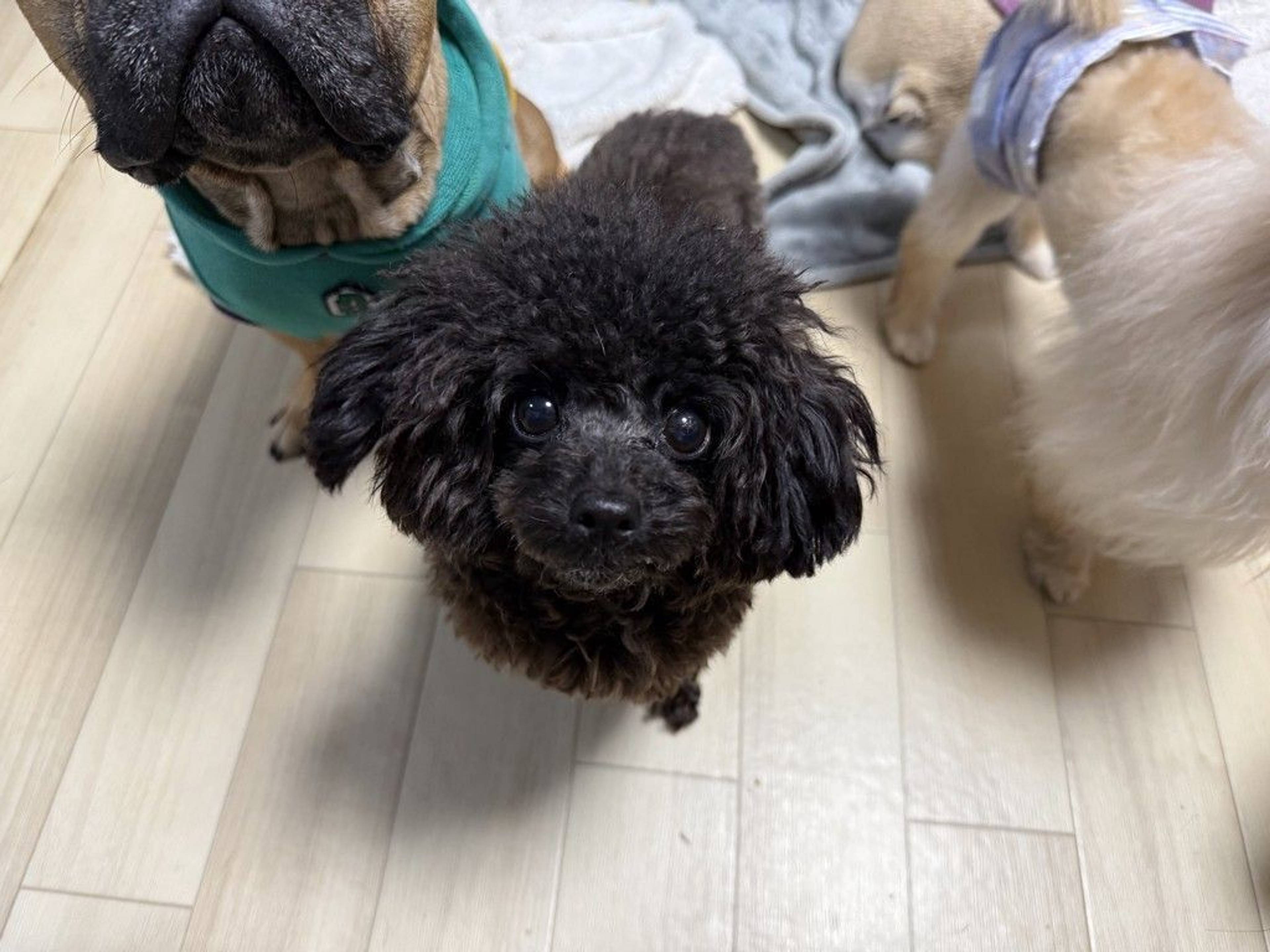 雑種（ミックス犬）・メスの里親募集の写真