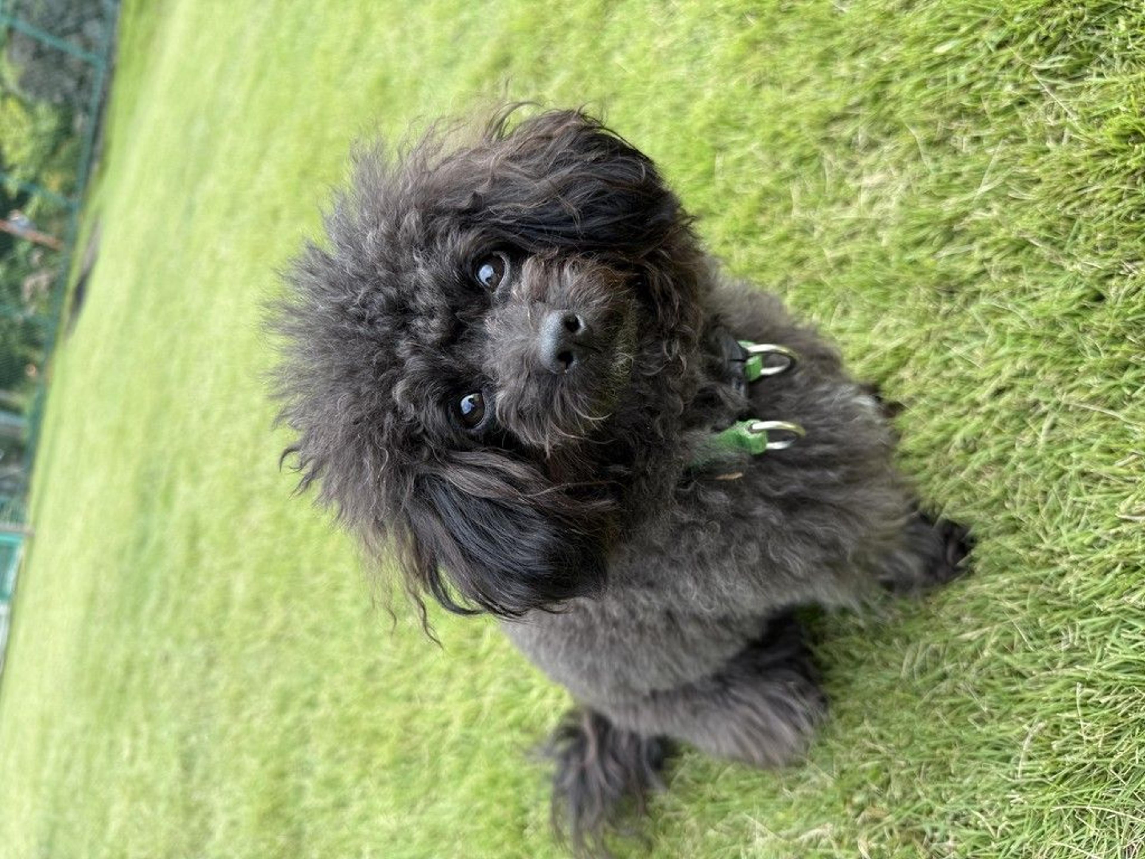 pet-image-3