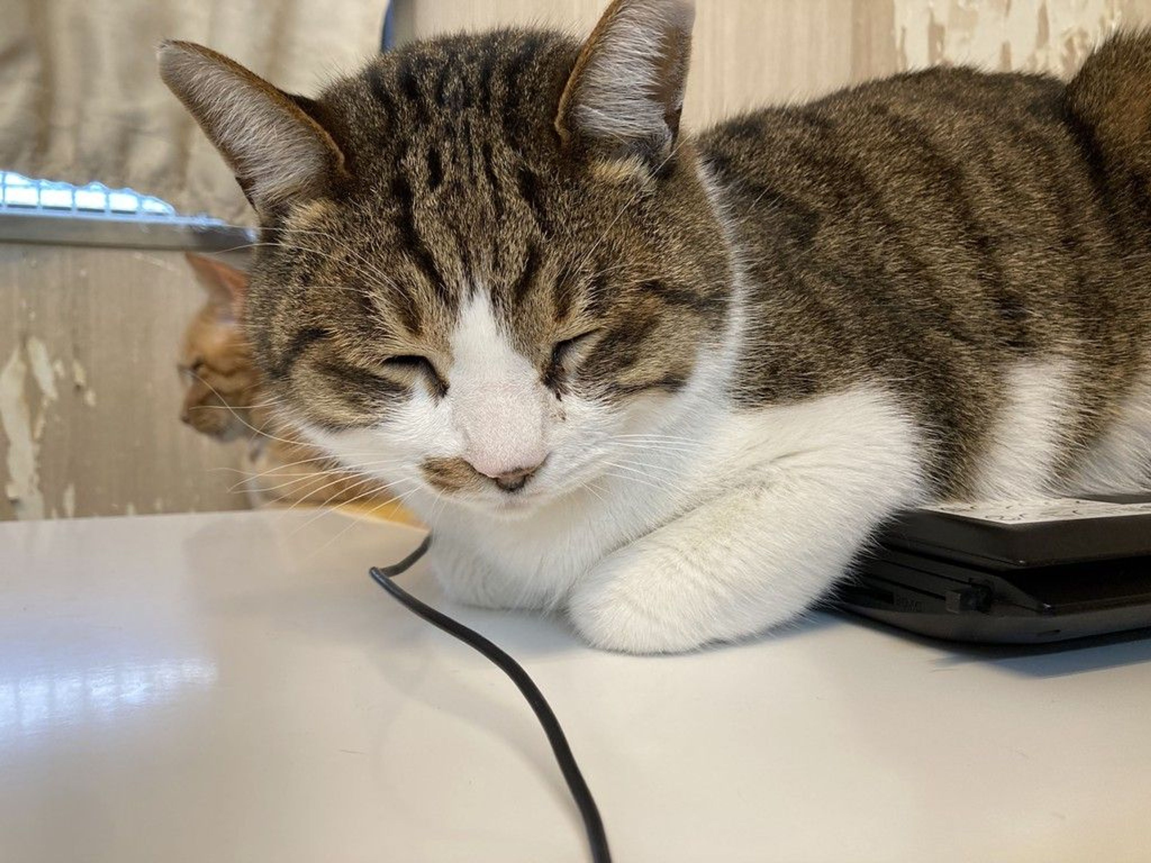 雑種（ミックス猫）・オスの里親募集の写真