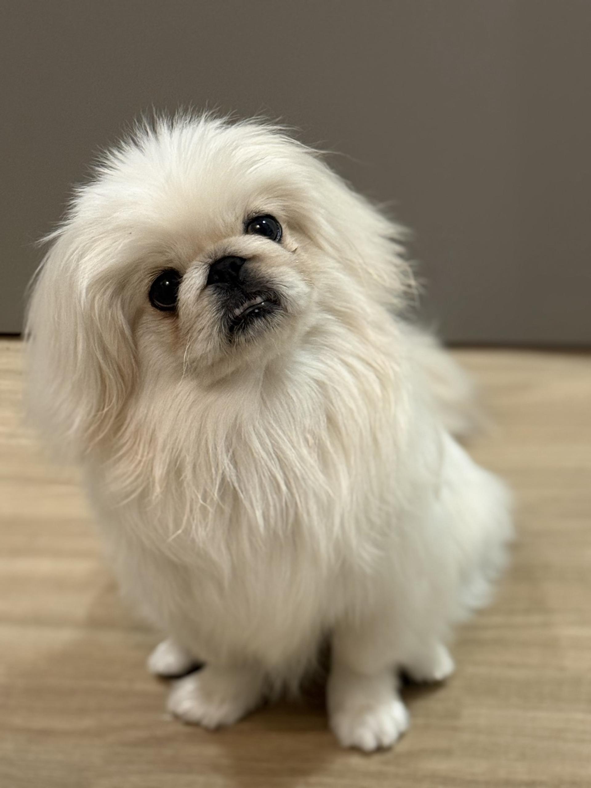 pet-image-2