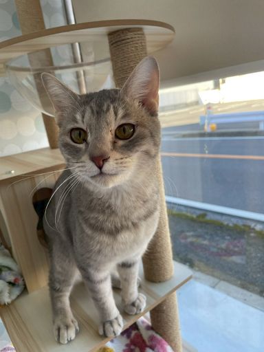 雑種（ミックス猫）・オスの里親募集の写真