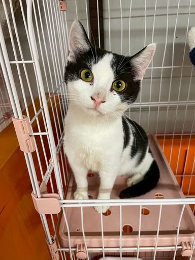 雑種（ミックス猫）・オスの里親募集の写真