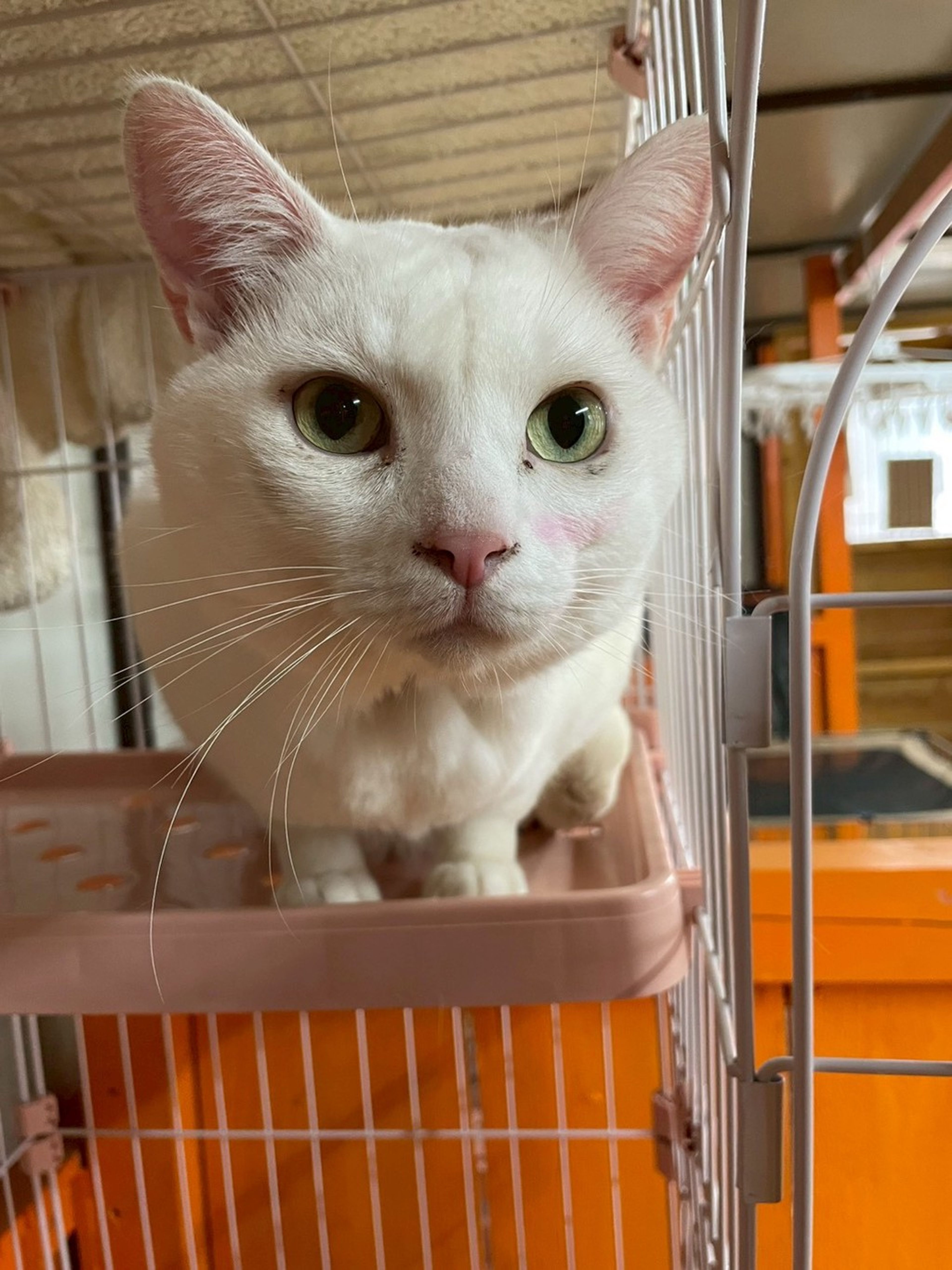 雑種（ミックス猫）・オスの里親募集の写真