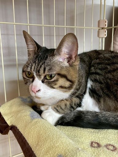 日本猫・メスの里親募集の写真