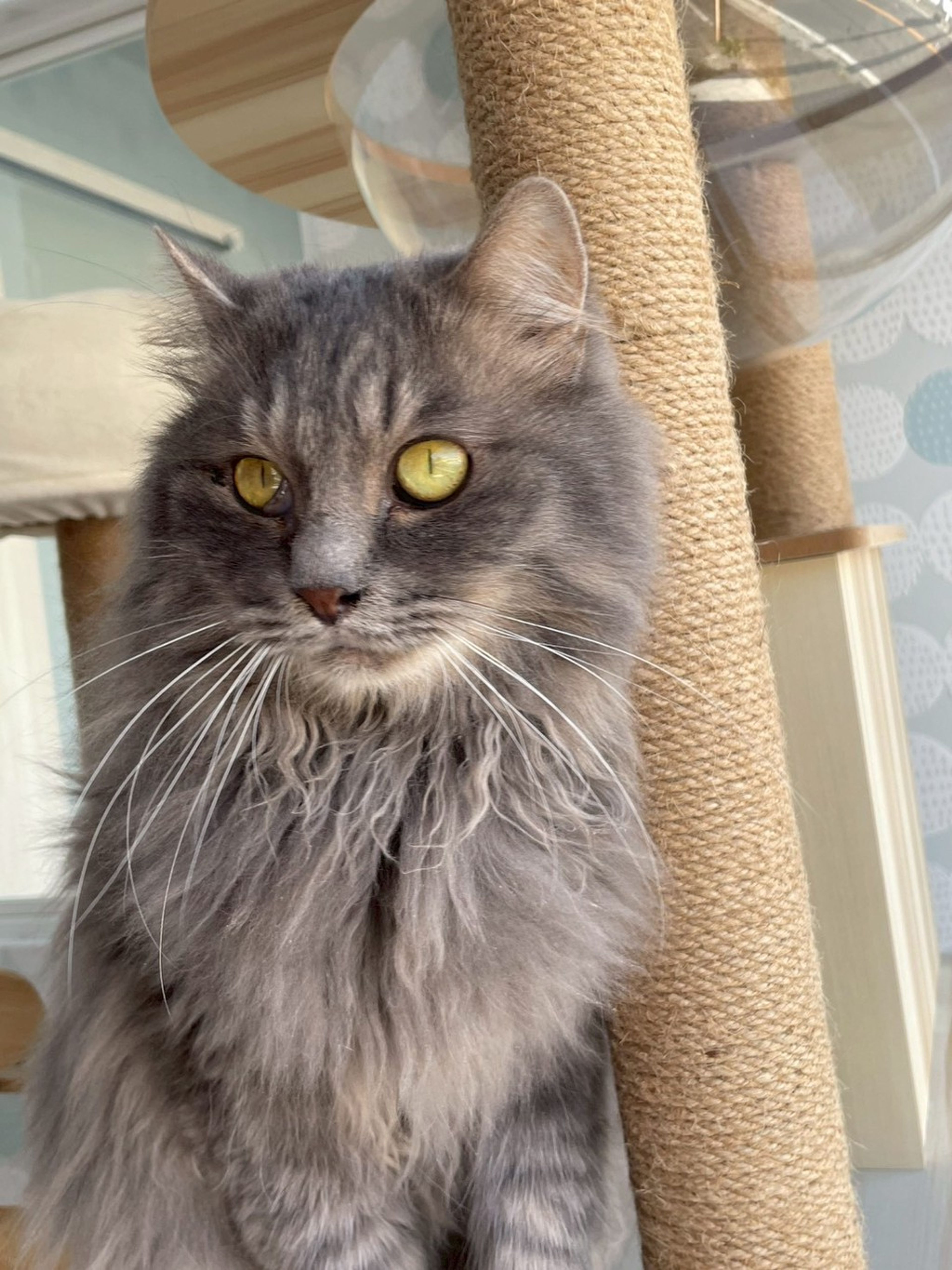 雑種（ミックス猫）・オスの里親募集の写真