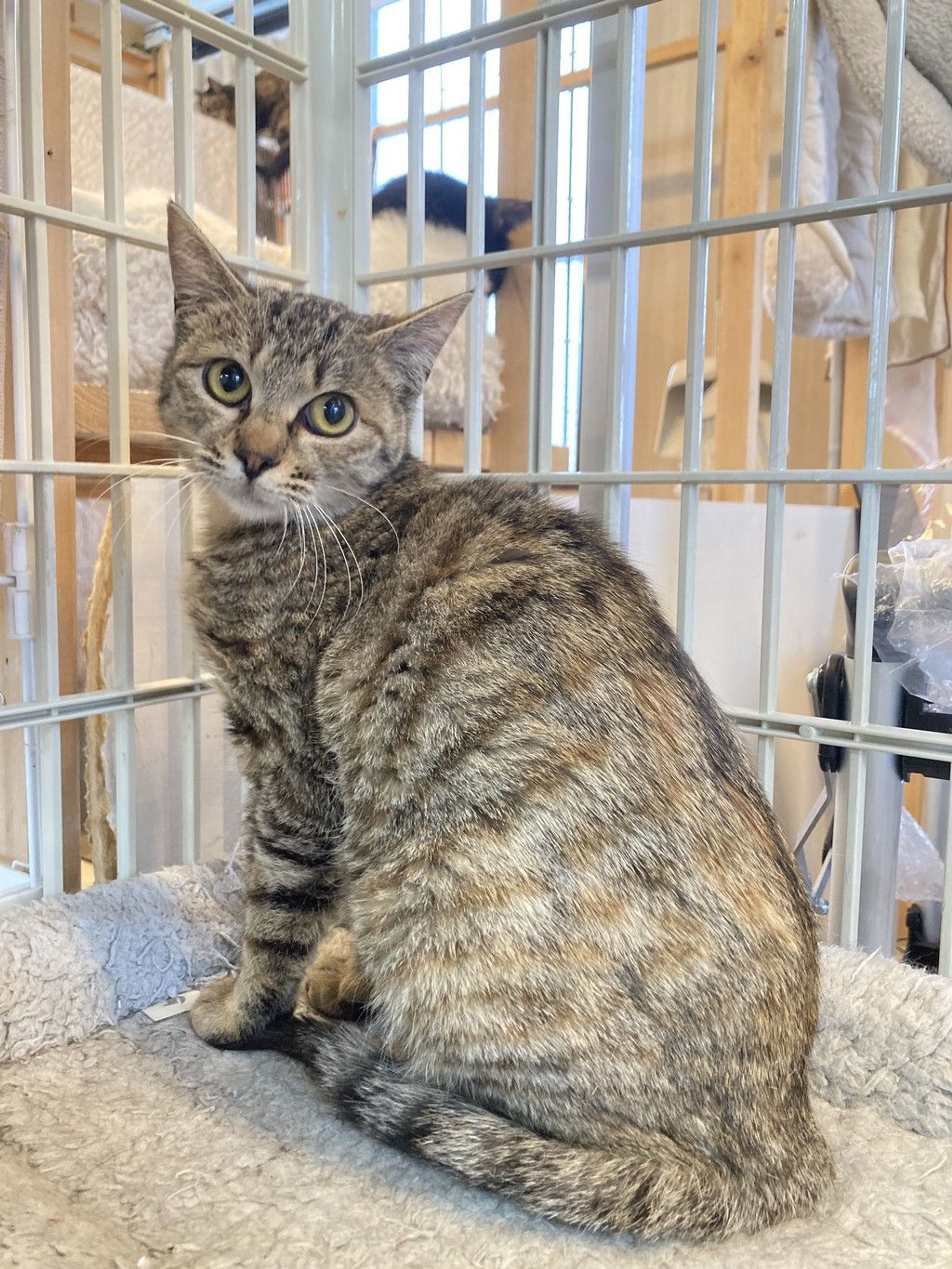 雑種（ミックス猫）・メスの里親募集の写真