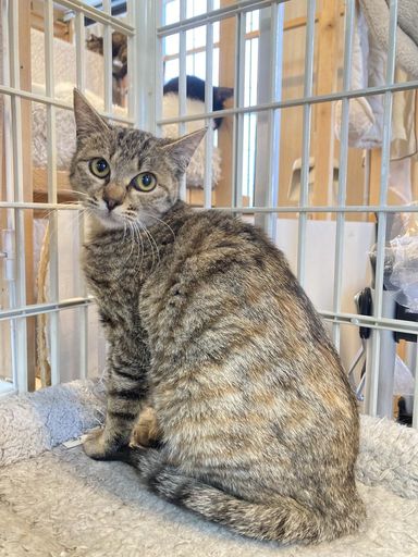 雑種（ミックス猫）・メスの里親募集の写真
