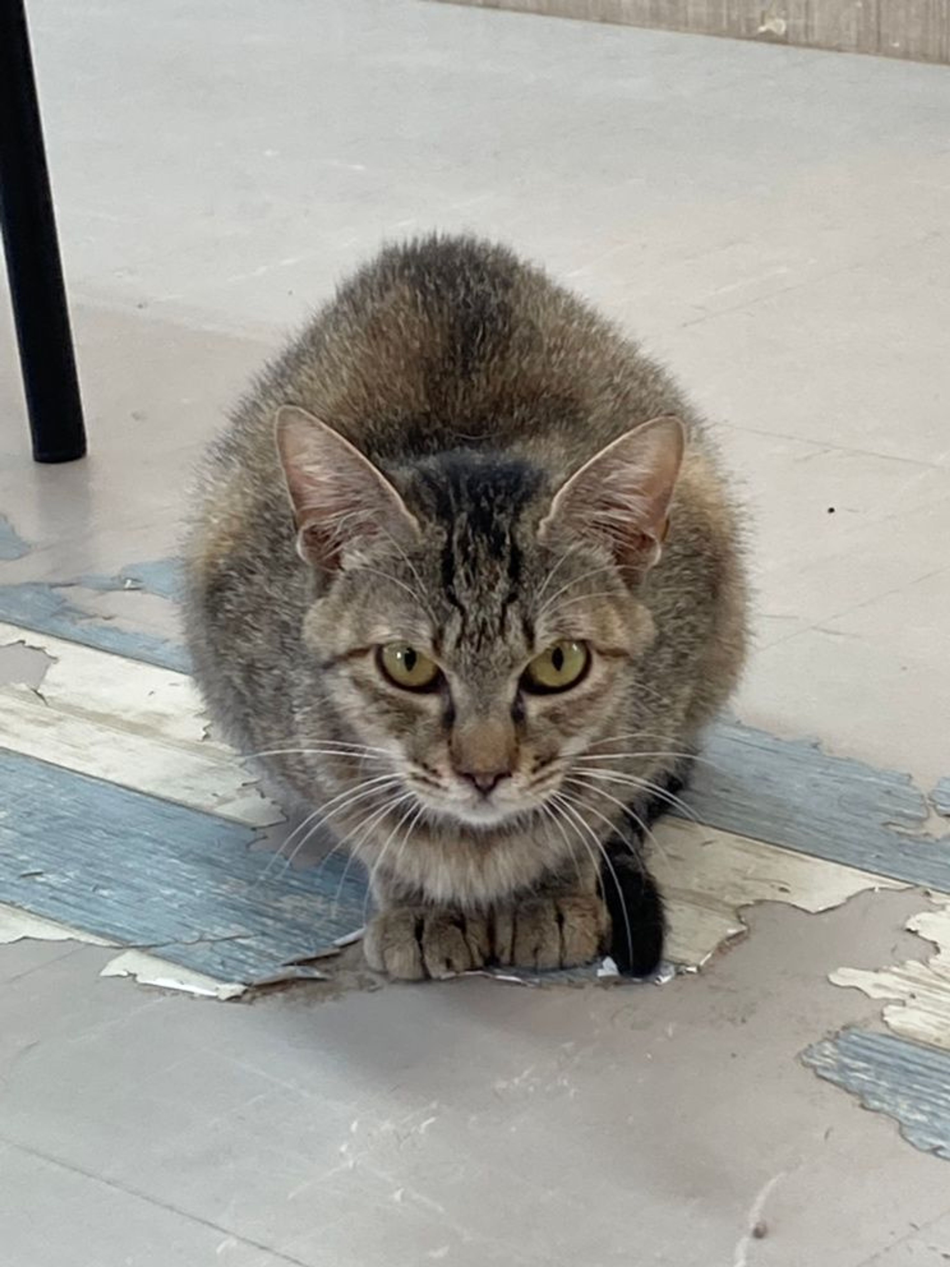 雑種（ミックス猫）・メスの里親募集の写真