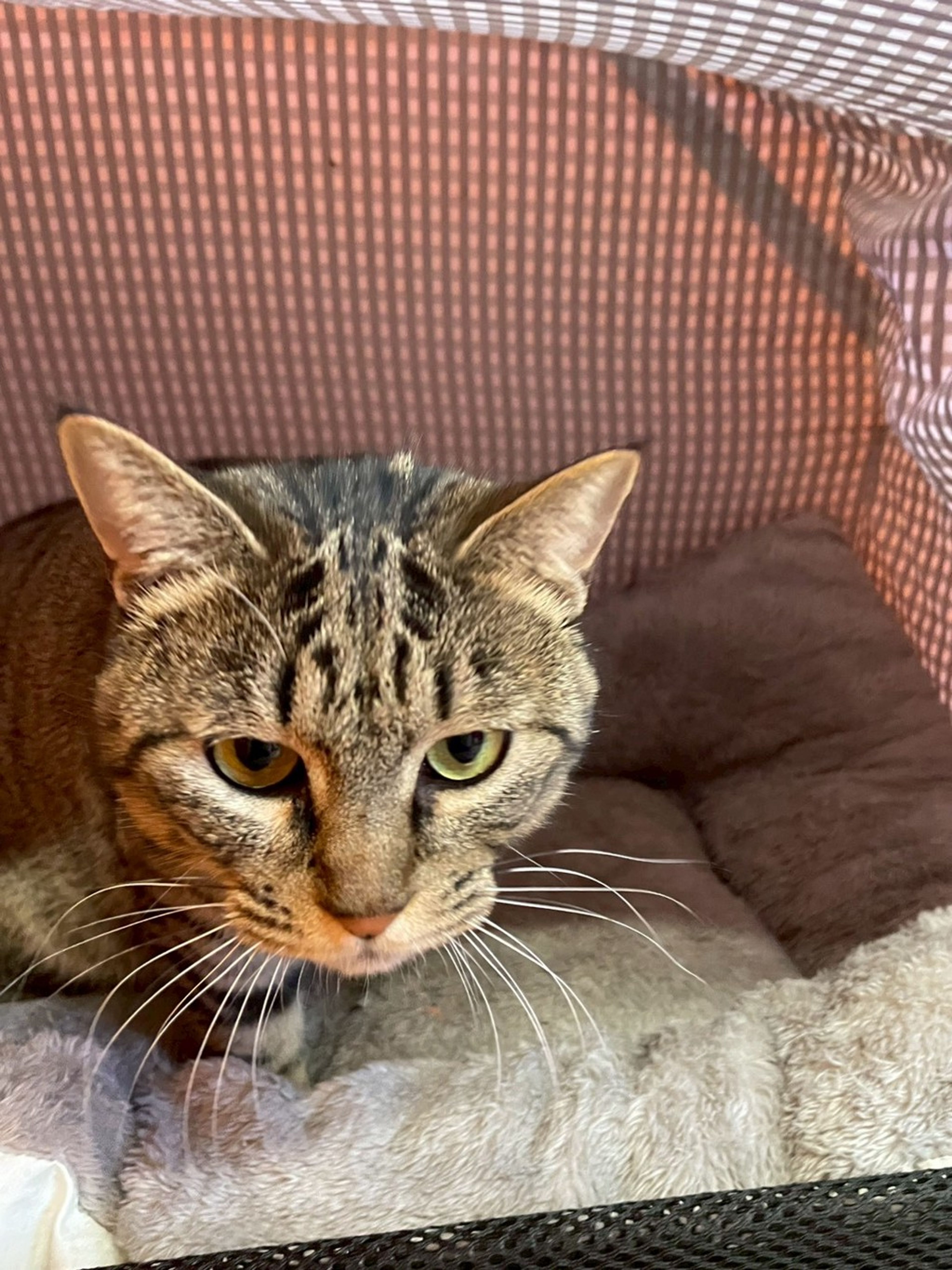 日本猫・オスの里親募集の写真