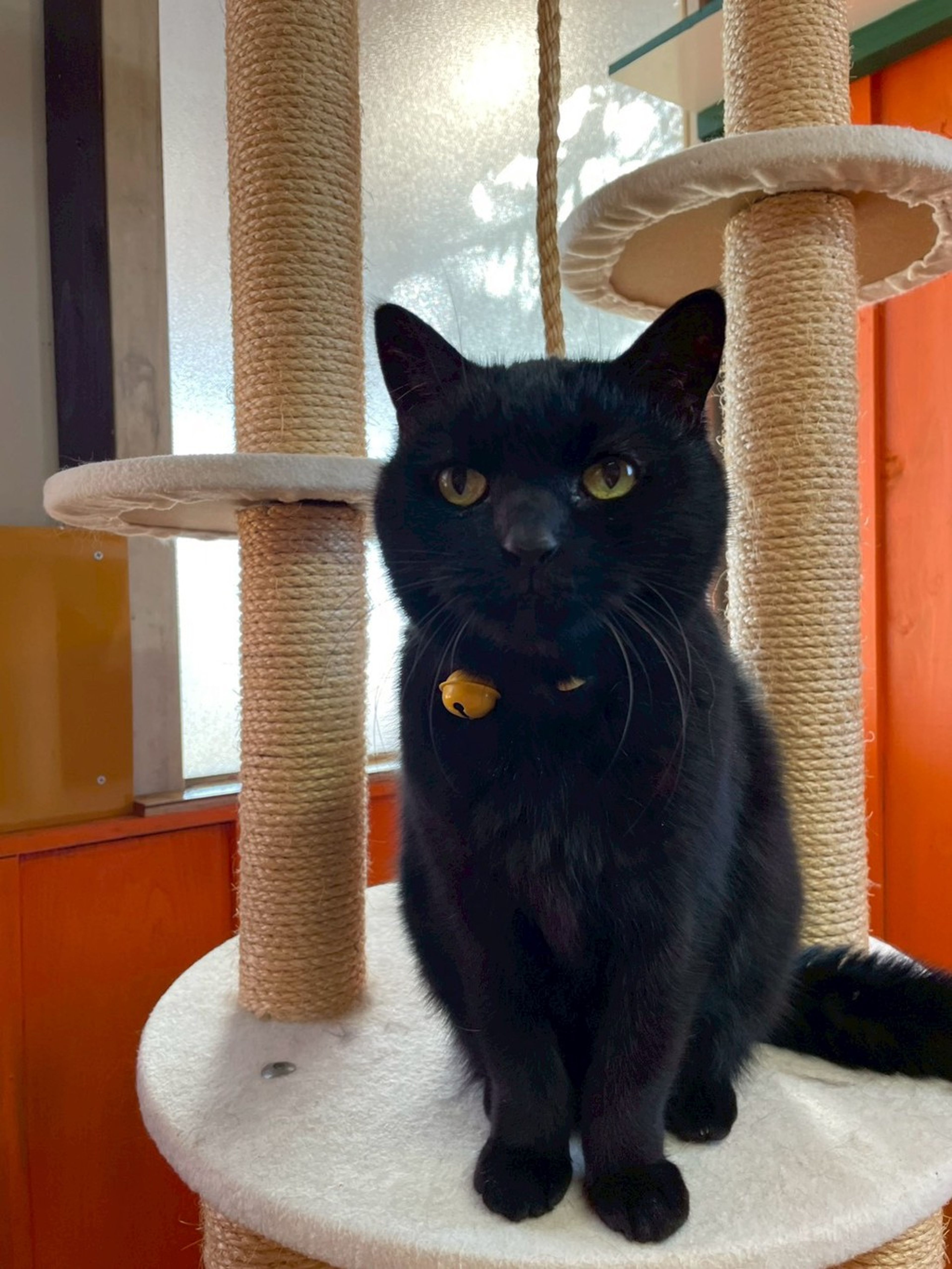 雑種（ミックス猫）・メスの里親募集の写真