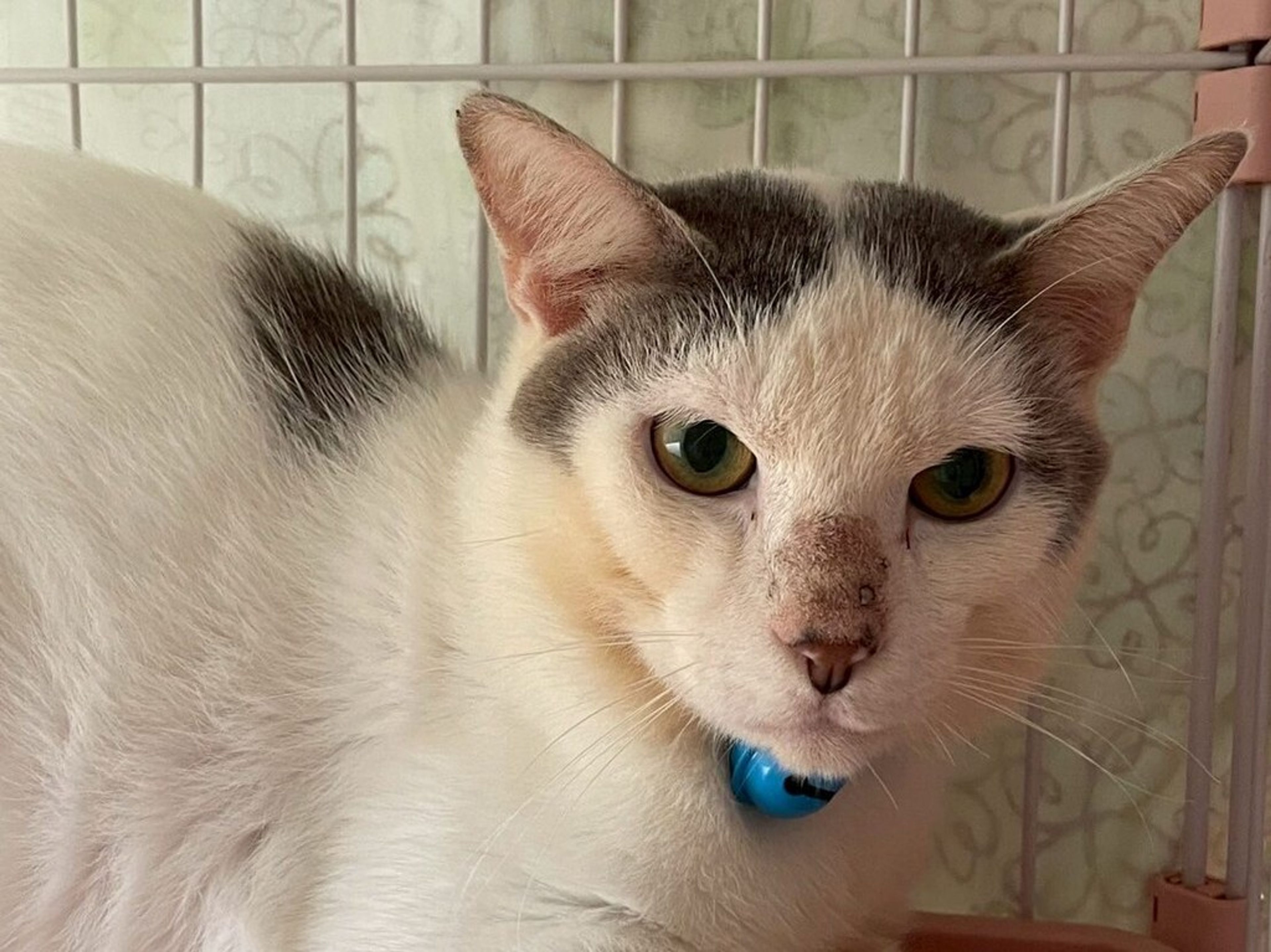 雑種（ミックス猫）・オスの里親募集の写真