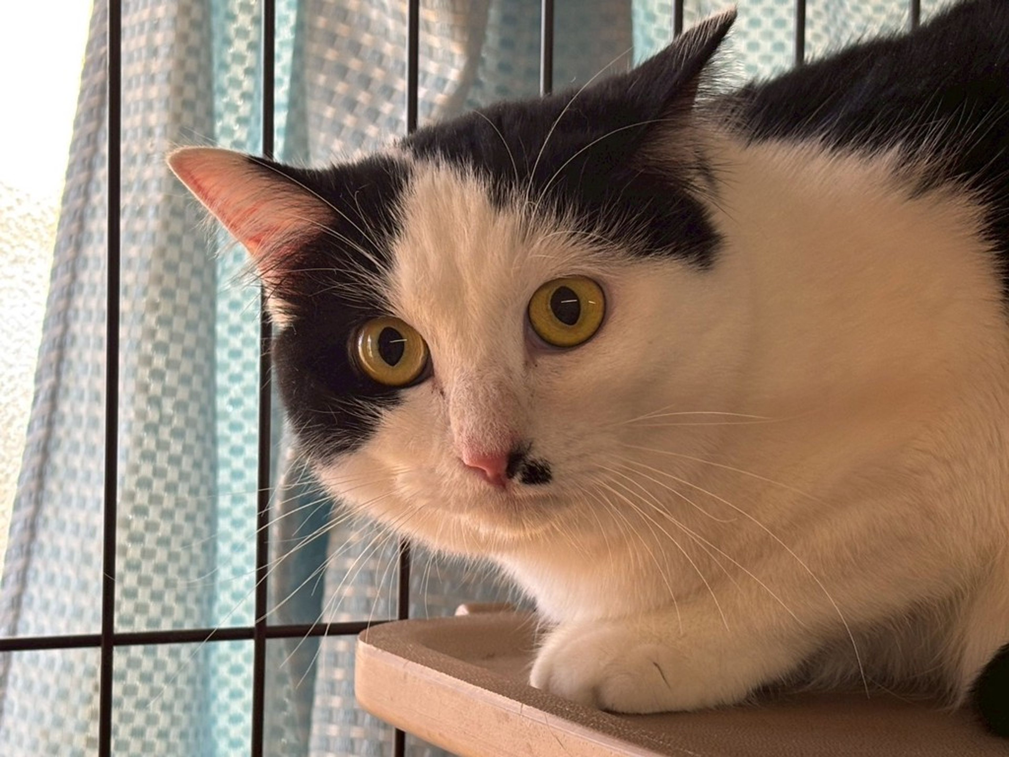 雑種（ミックス猫）・メスの里親募集の写真