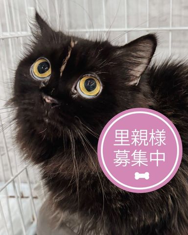 ラガマフィン・メスの里親募集の写真