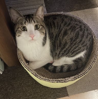 雑種（ミックス猫）・オスの里親募集の写真