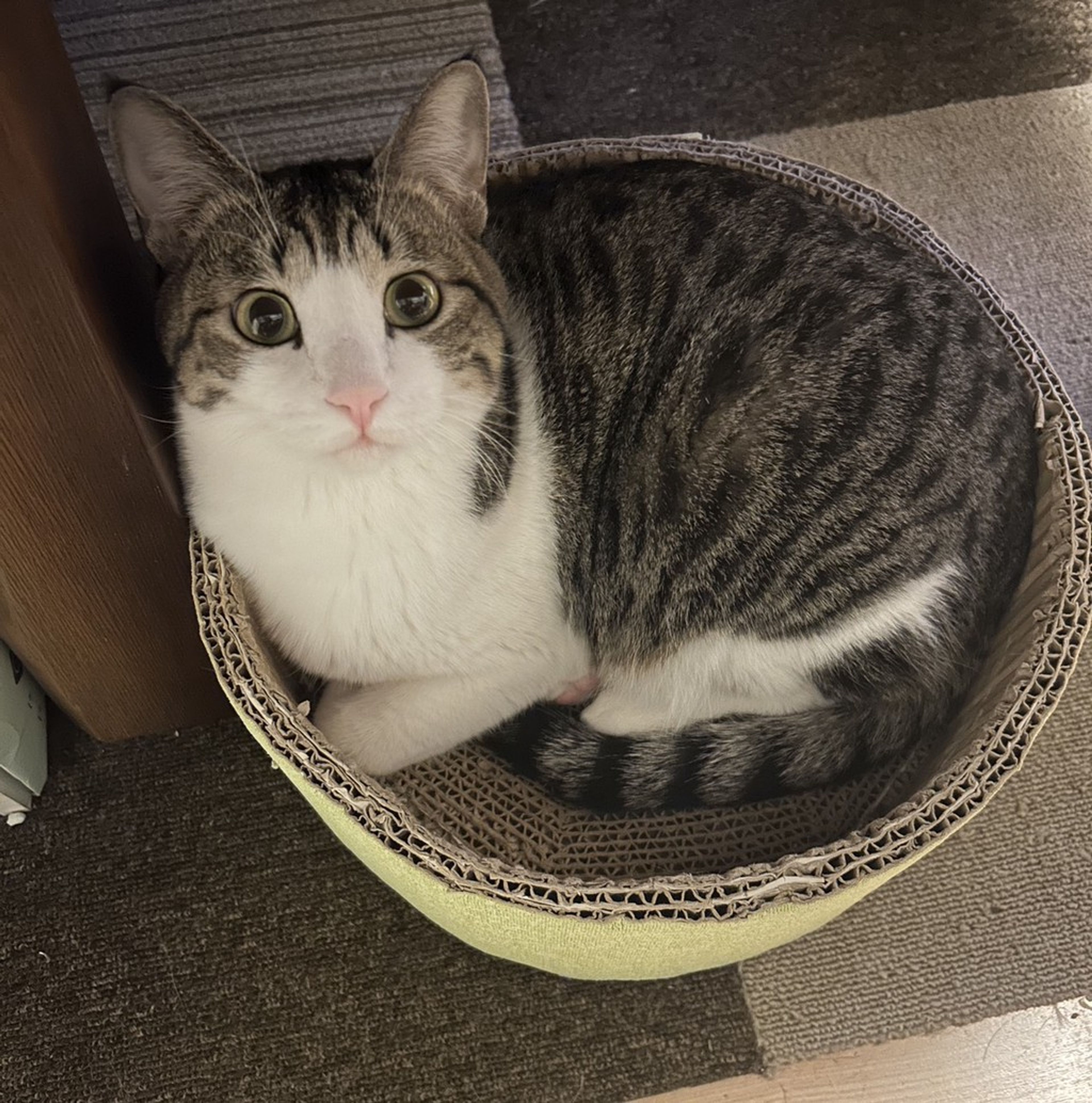 雑種（ミックス猫）・オスの里親募集の写真