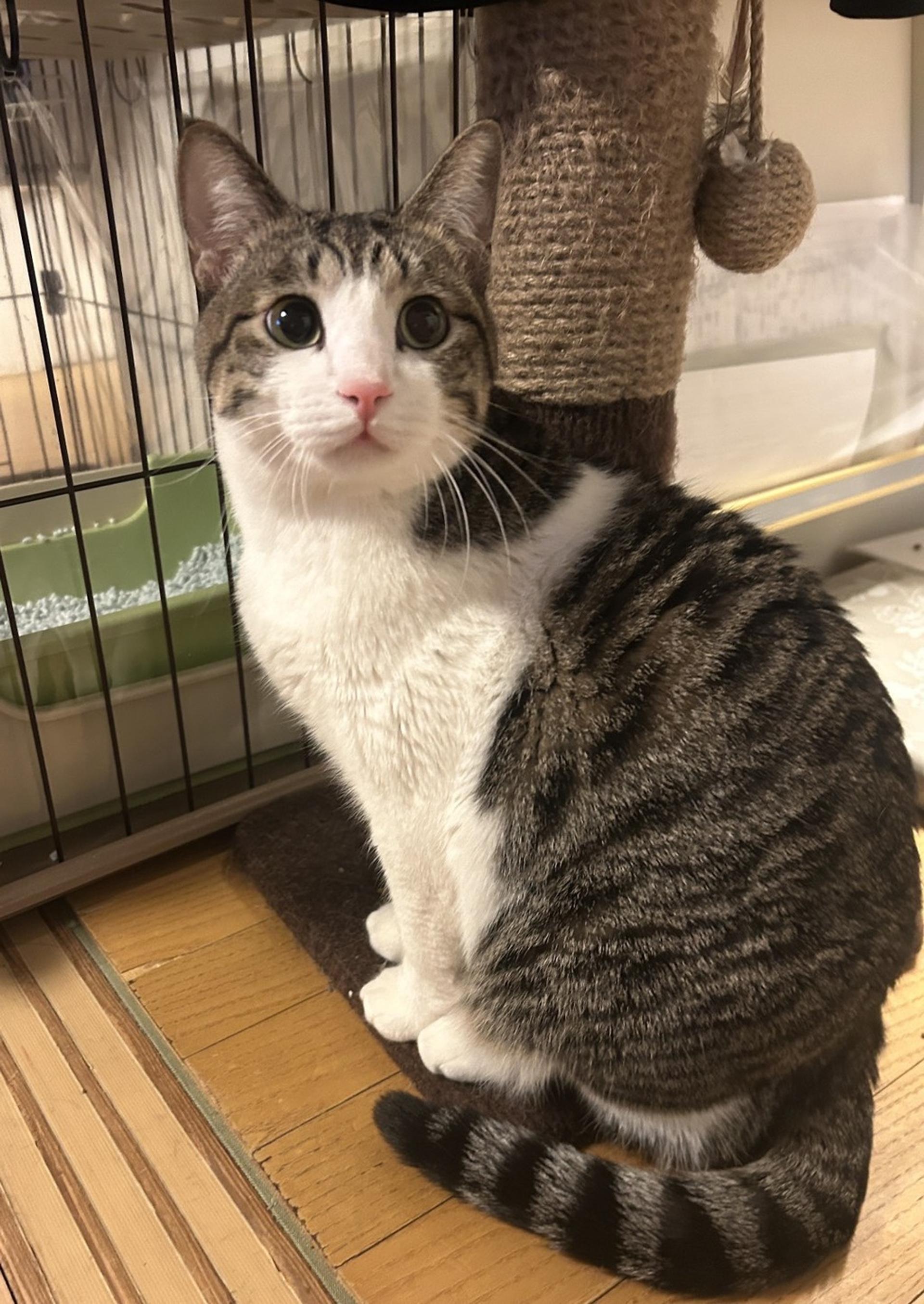 pet-image-2