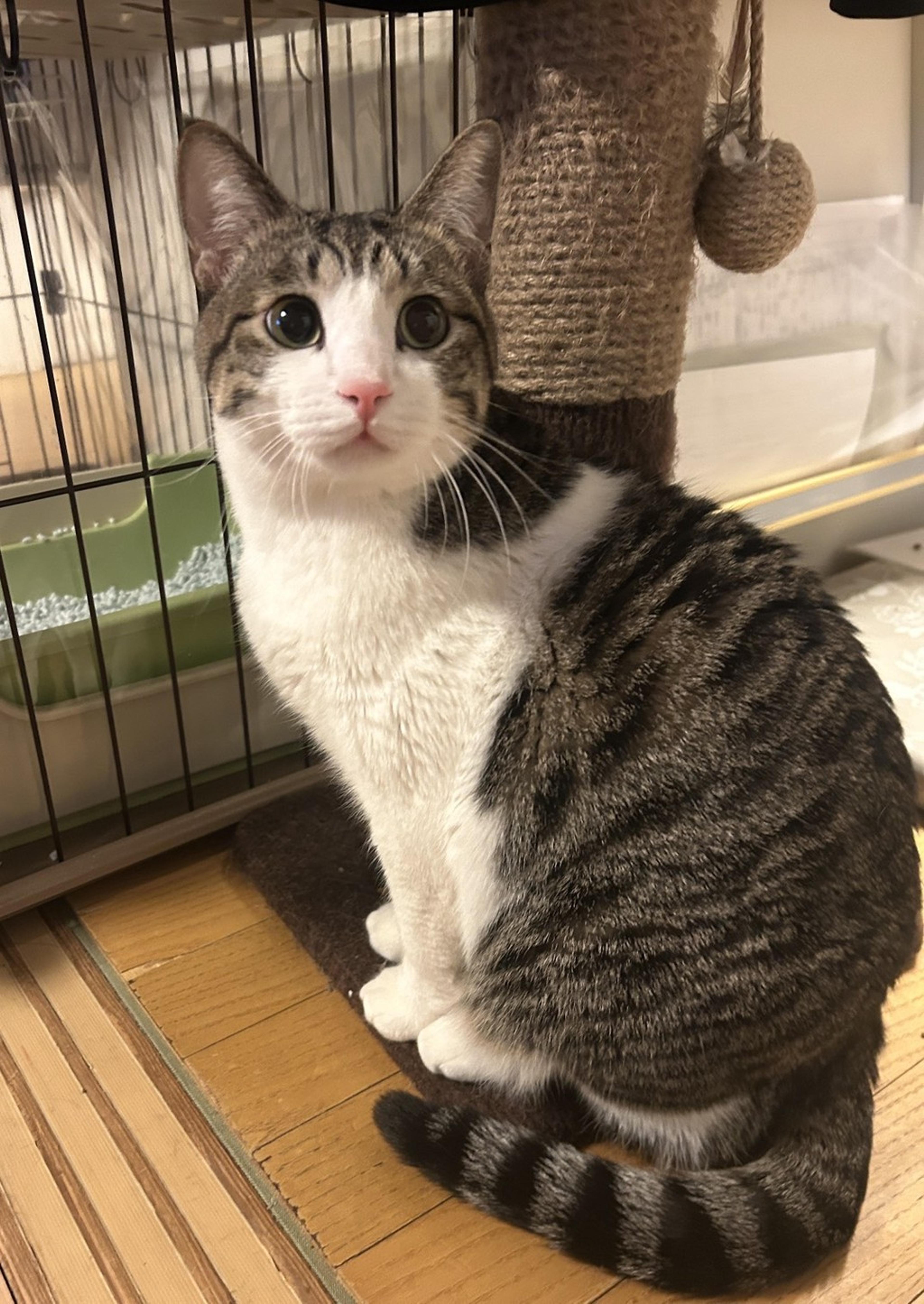 pet-image-2
