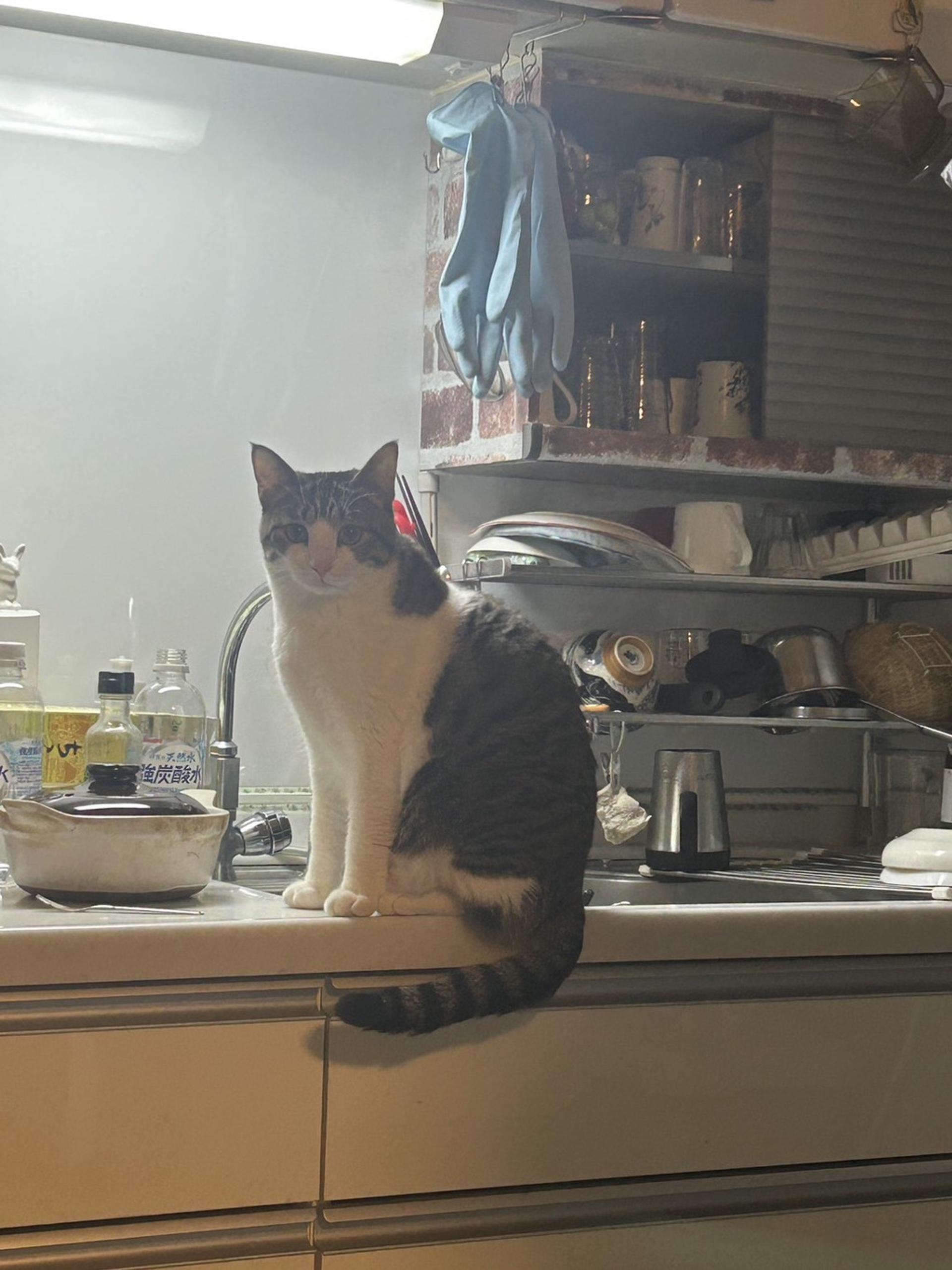 pet-image-5