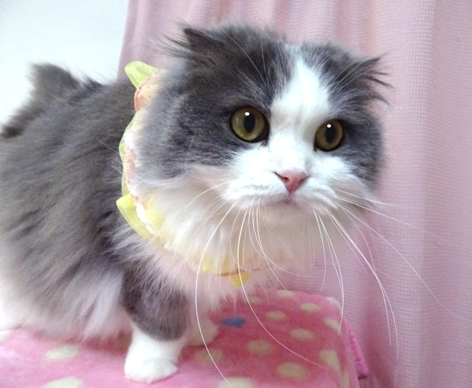 pet-image-2