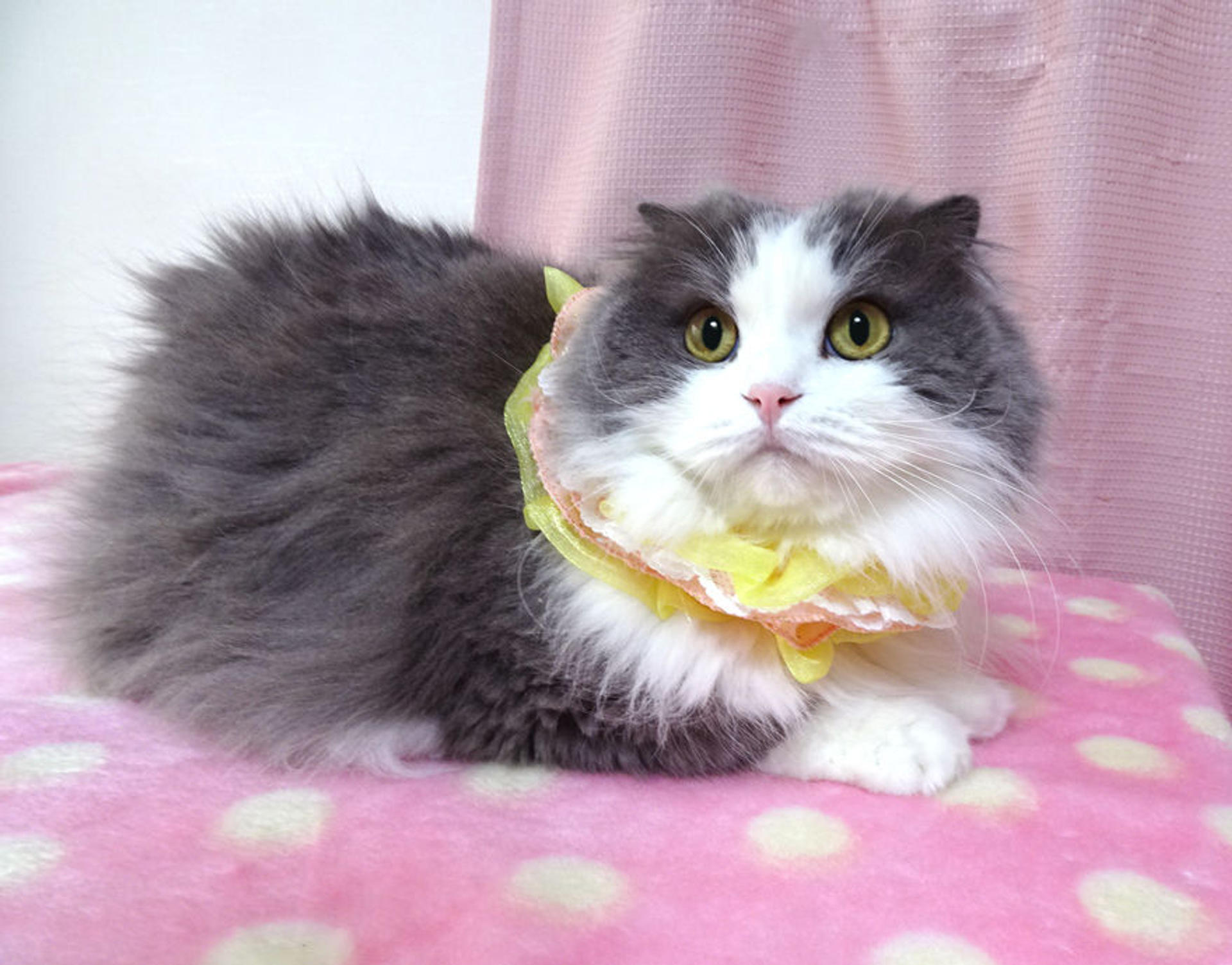 pet-image-3