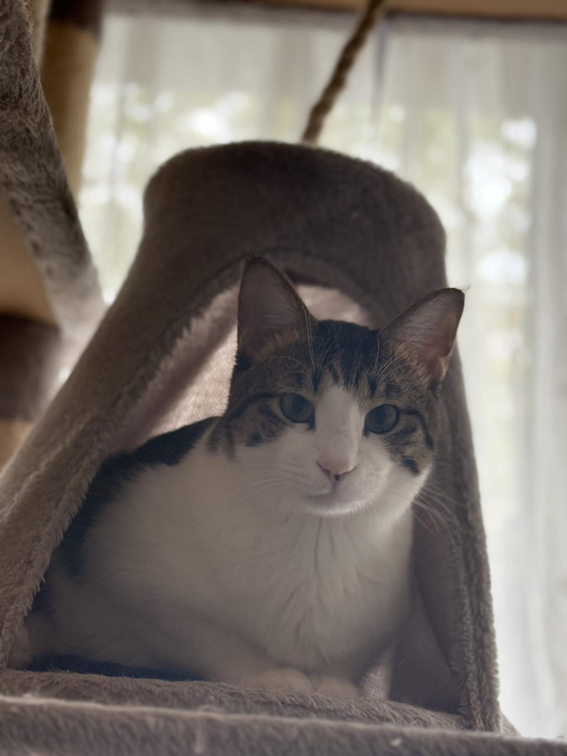 pet-image-2
