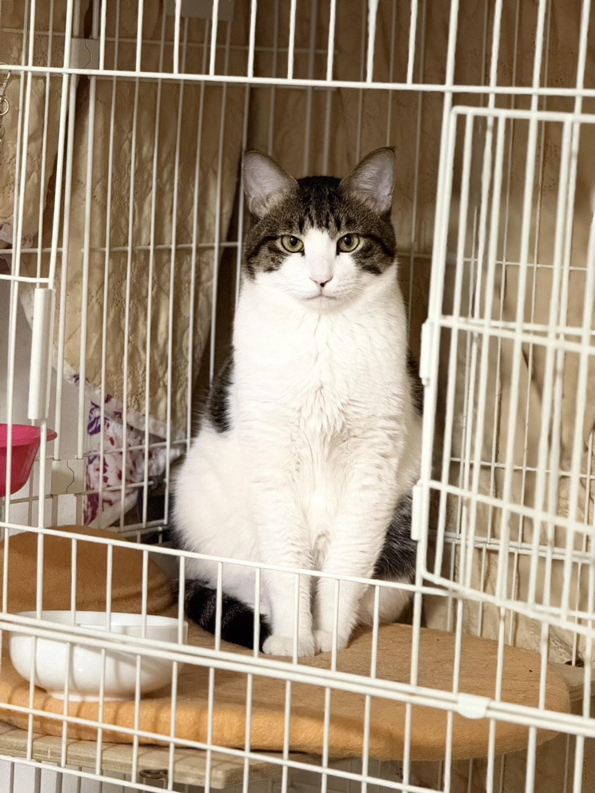 pet-image-6