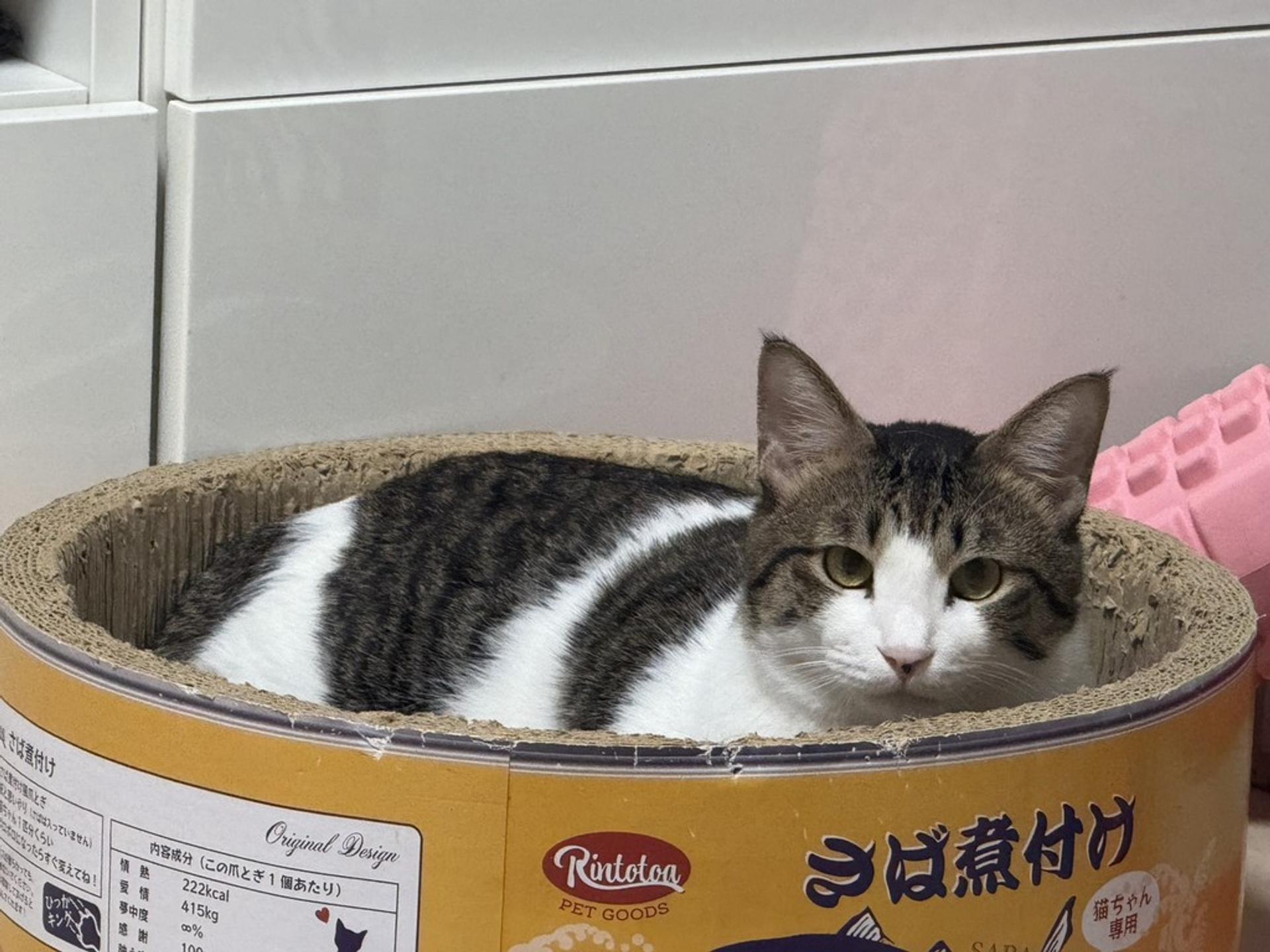 pet-image-7