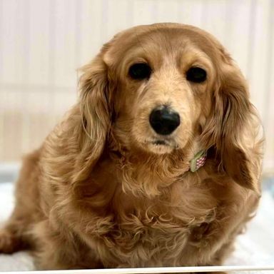 ミニチュア・ダックスフンド・メスの里親募集の写真